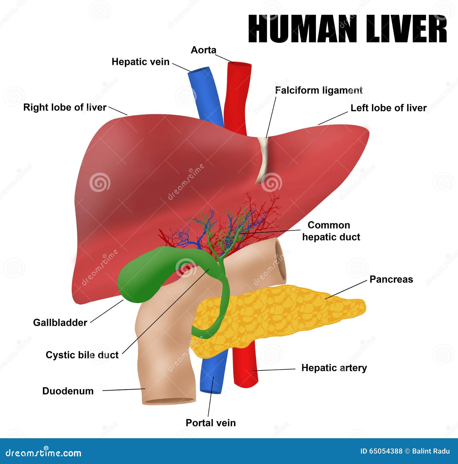 Lista 92 Foto Ubicacion Del Higado En El Cuerpo Humano Imagen Mirada Tensa