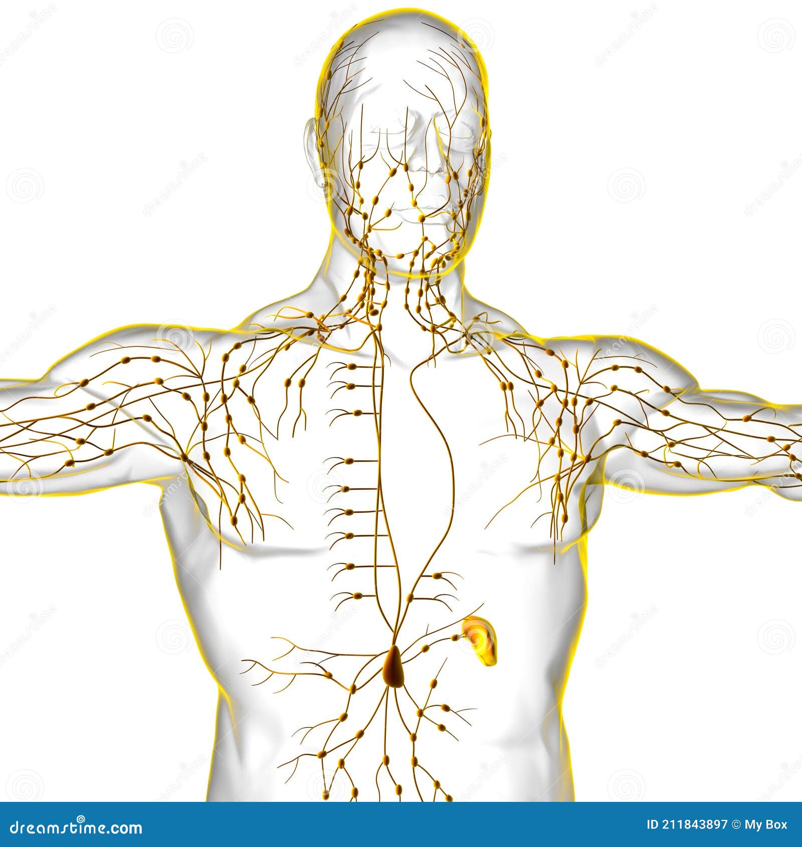 Anatomía De Ganglios Linfáticos Humanos Para El Concepto Médico 3d