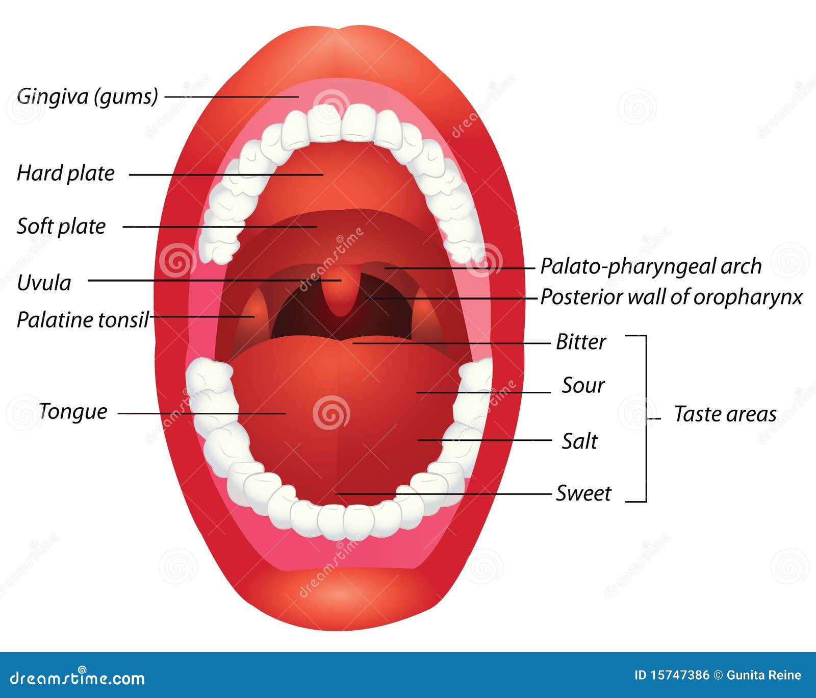 Anatomía de la boca ilustración del vector. Ilustración de carta 15747386