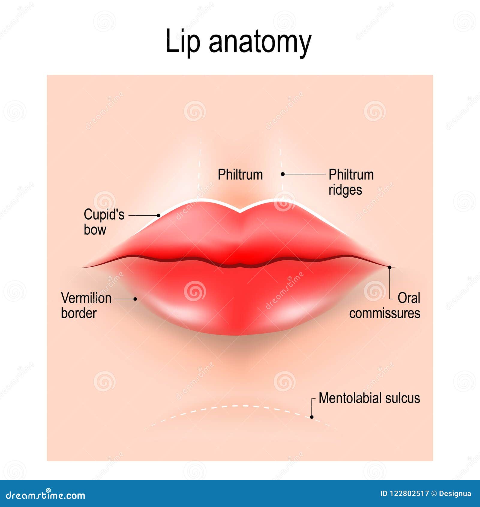 Anatomía de labios ilustración del vector. Ilustración de sonrisa