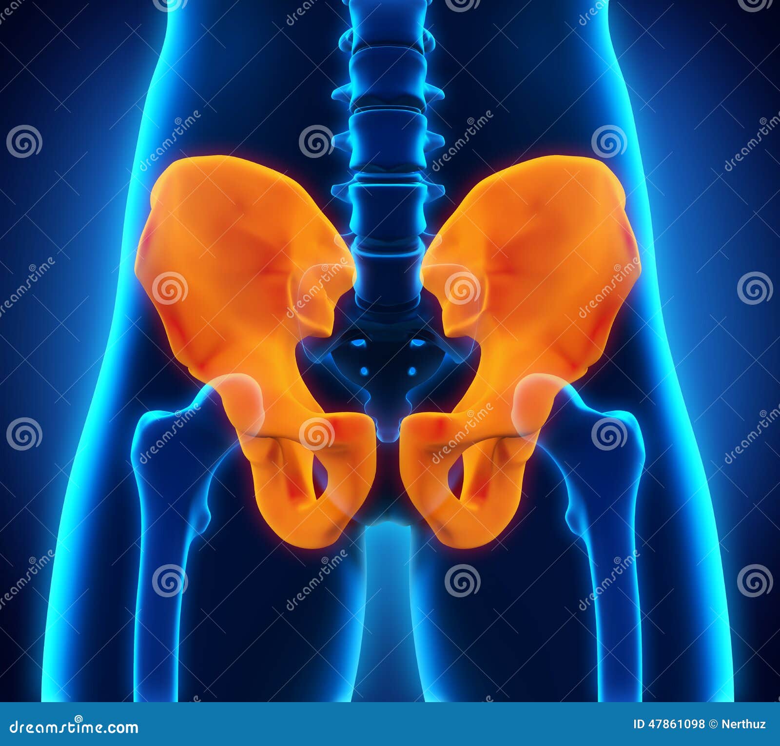 Hueso De La Cadera Crucigrama Anatomía Del Hueso De La Cadera Stock de ilustración - Ilustración de