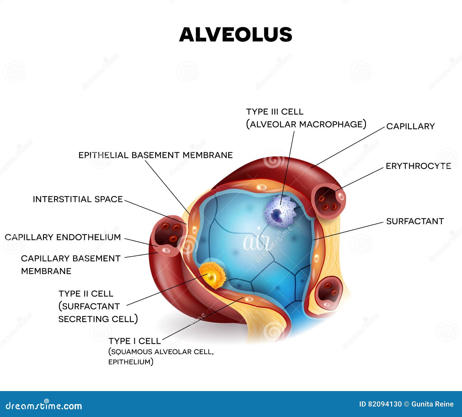 Anatomía Del Primer Del Alvéolo Ilustración del Vector Ilustración de