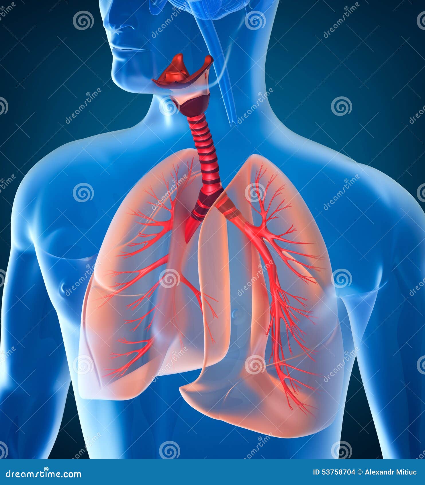 Anatomía Del Sistema Respiratorio Humano Stock de ilustración