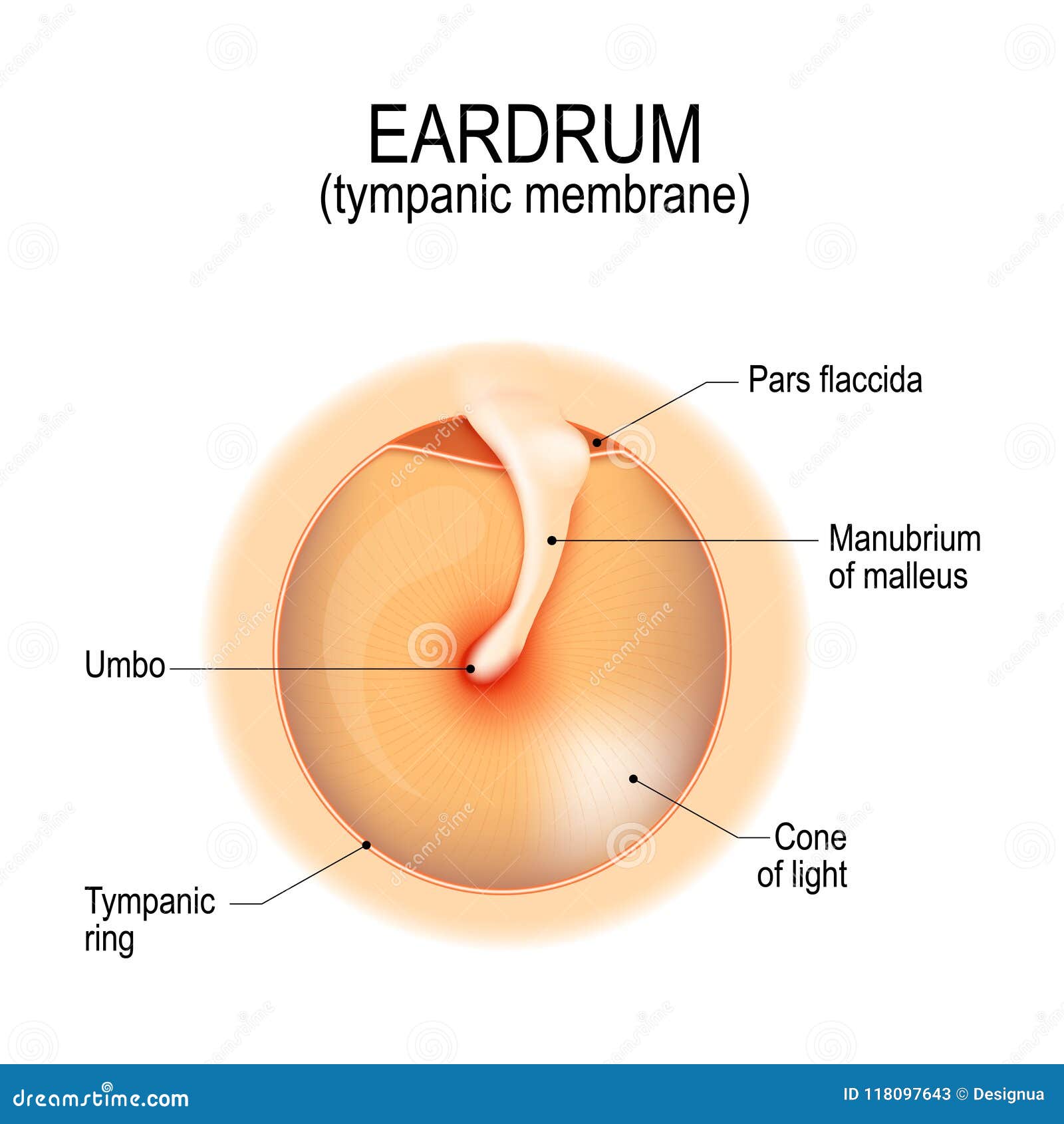 Anatomía del tímpano ilustración del vector. Ilustración de humanos