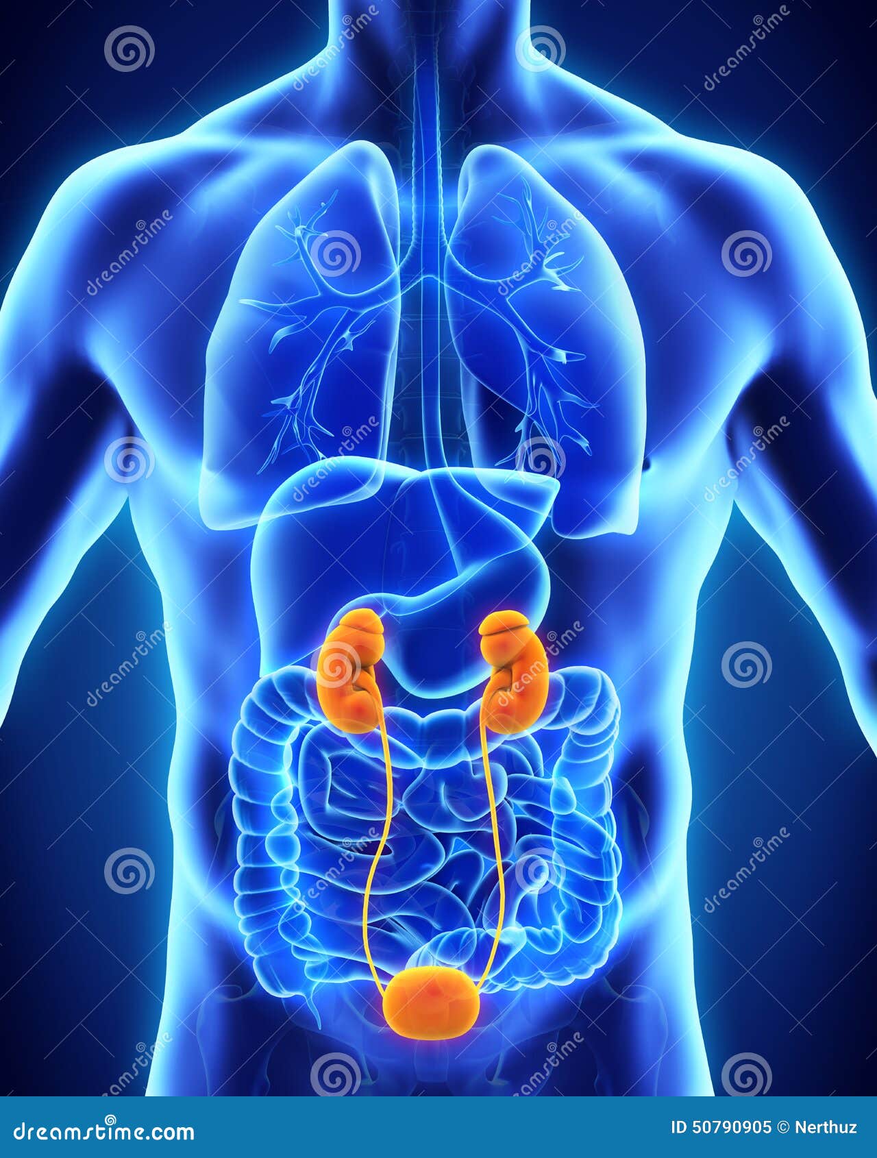 Anatomía Humana De Los Riñones Stock de ilustración Ilustración de