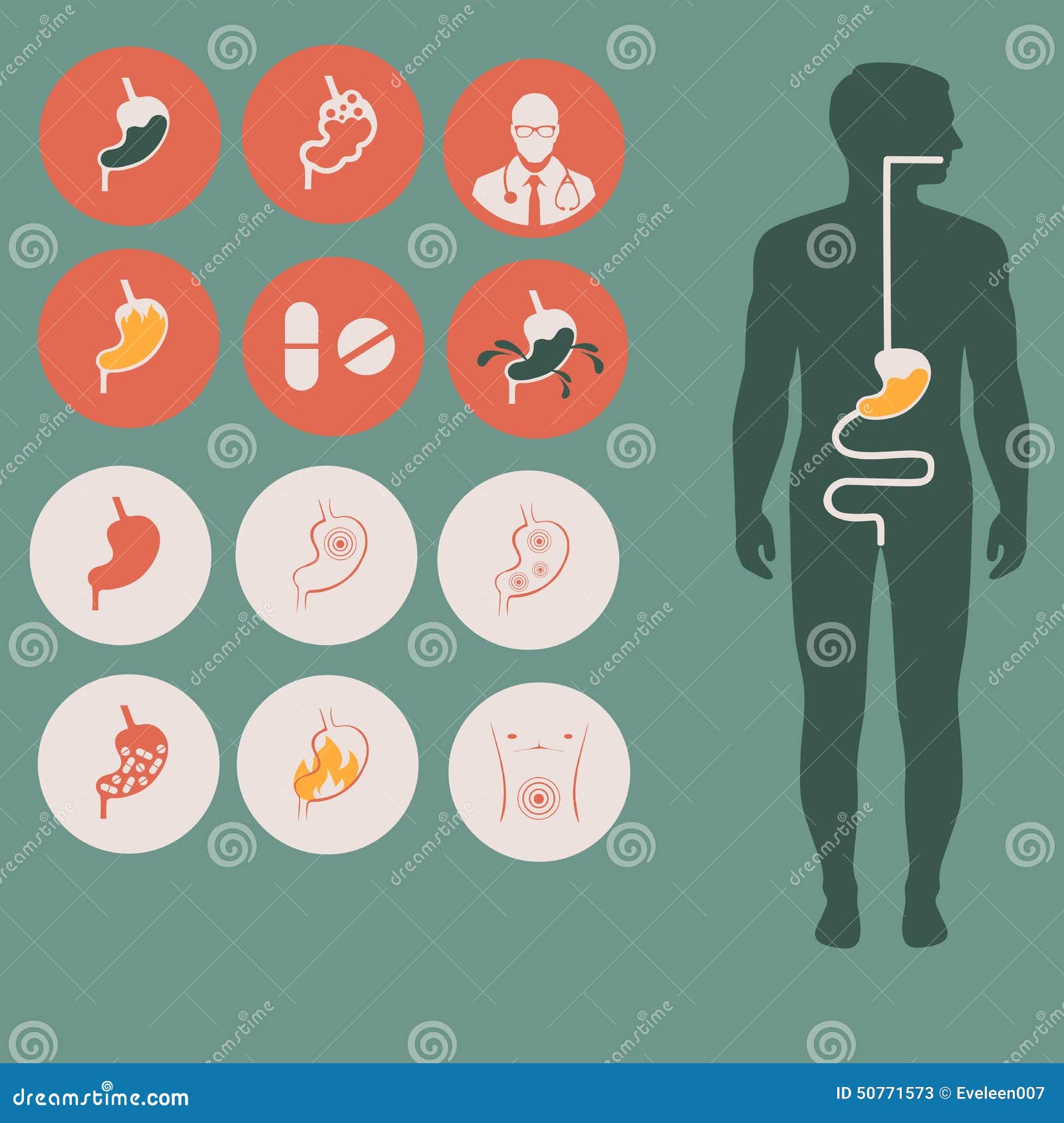 Anatomía Humana Del Estómago Ilustración del Vector - Ilustración de