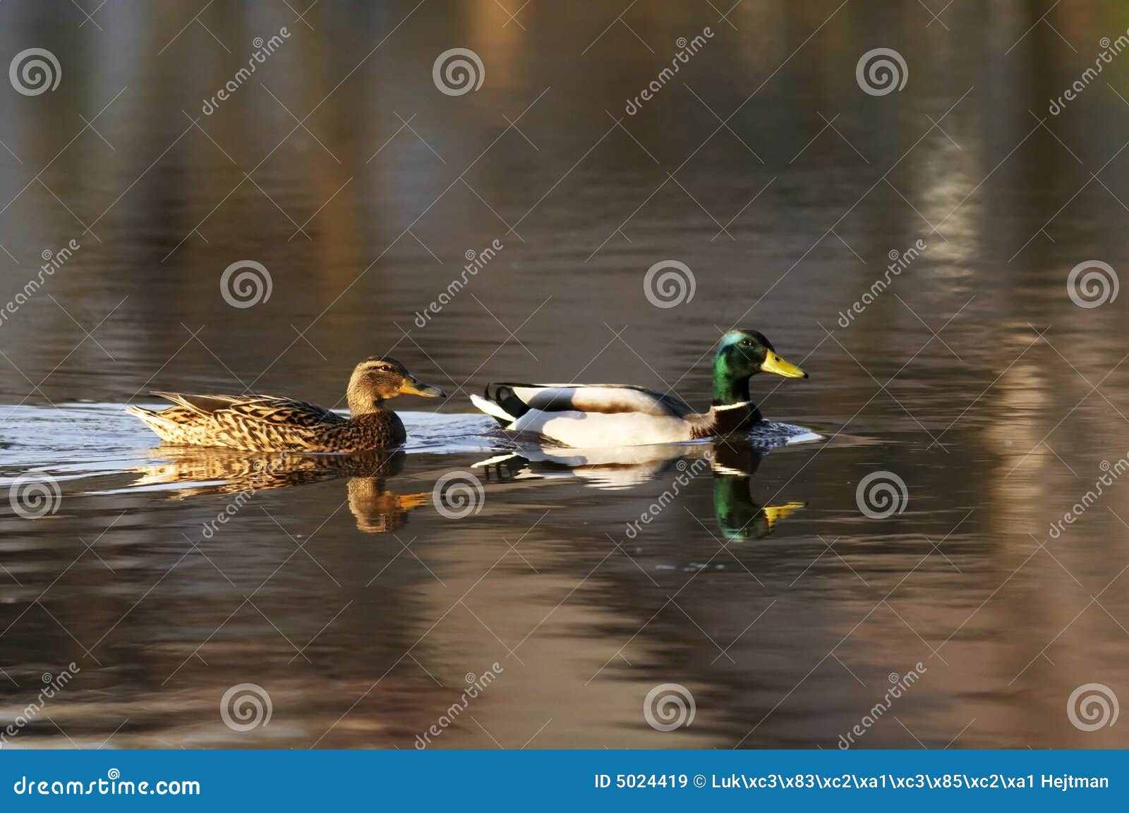 Esche Per Anatre A Batteria - Ali Rotanti, Realistiche, Per Caccia, Germano Reale - Foto 3