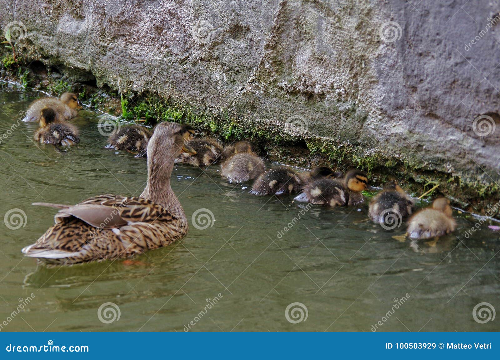 anatre in famiglia