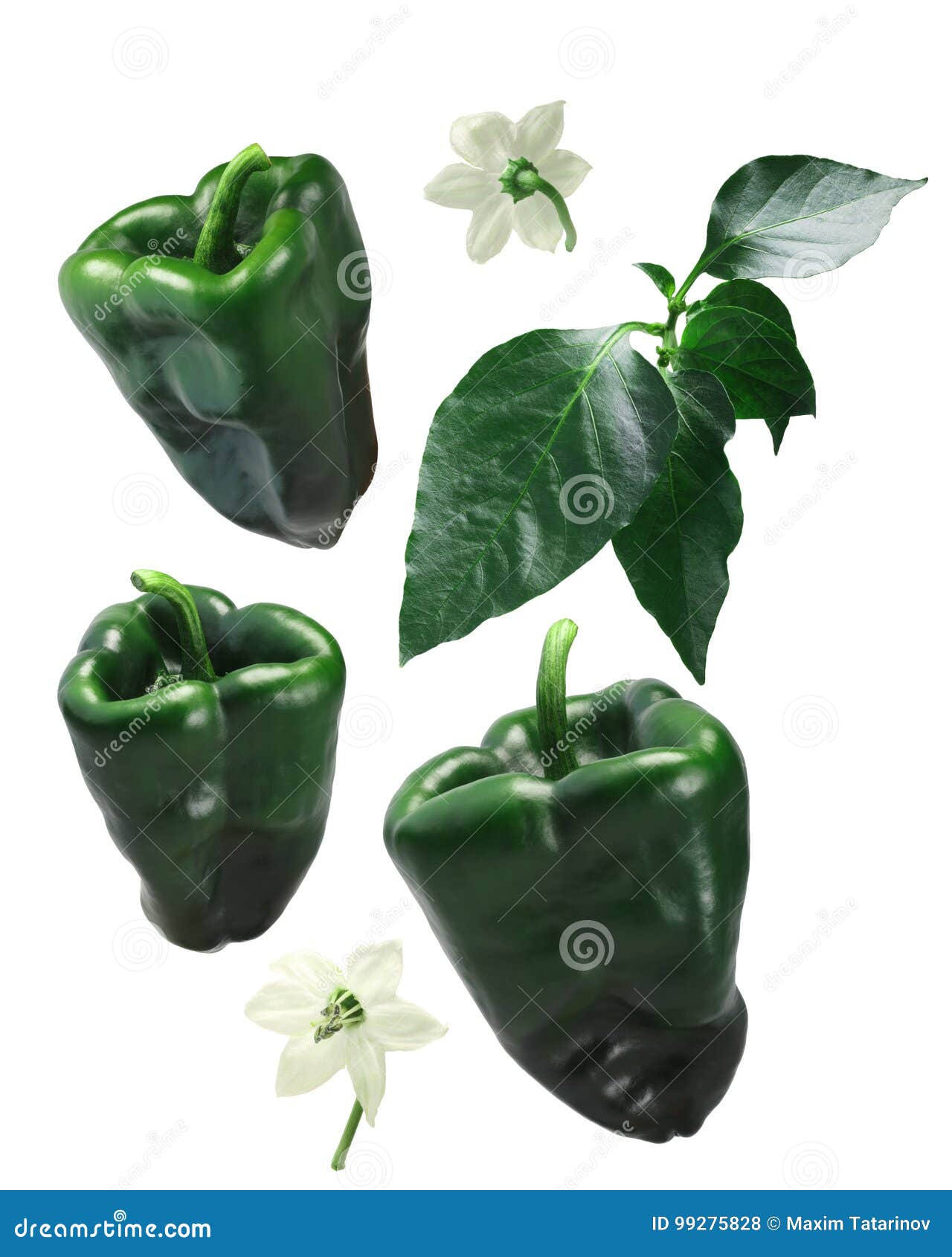 ancho grande chile peppers, s, paths