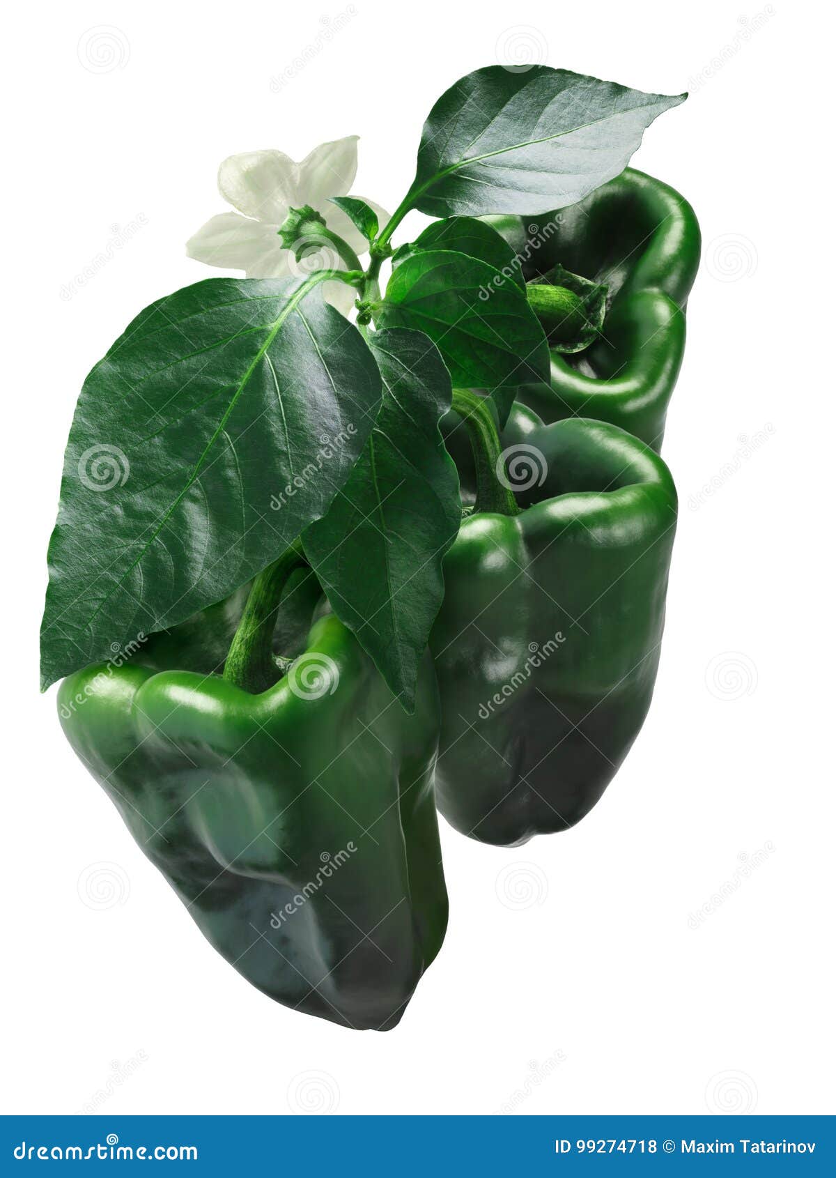 ancho grande chiles on plant, path