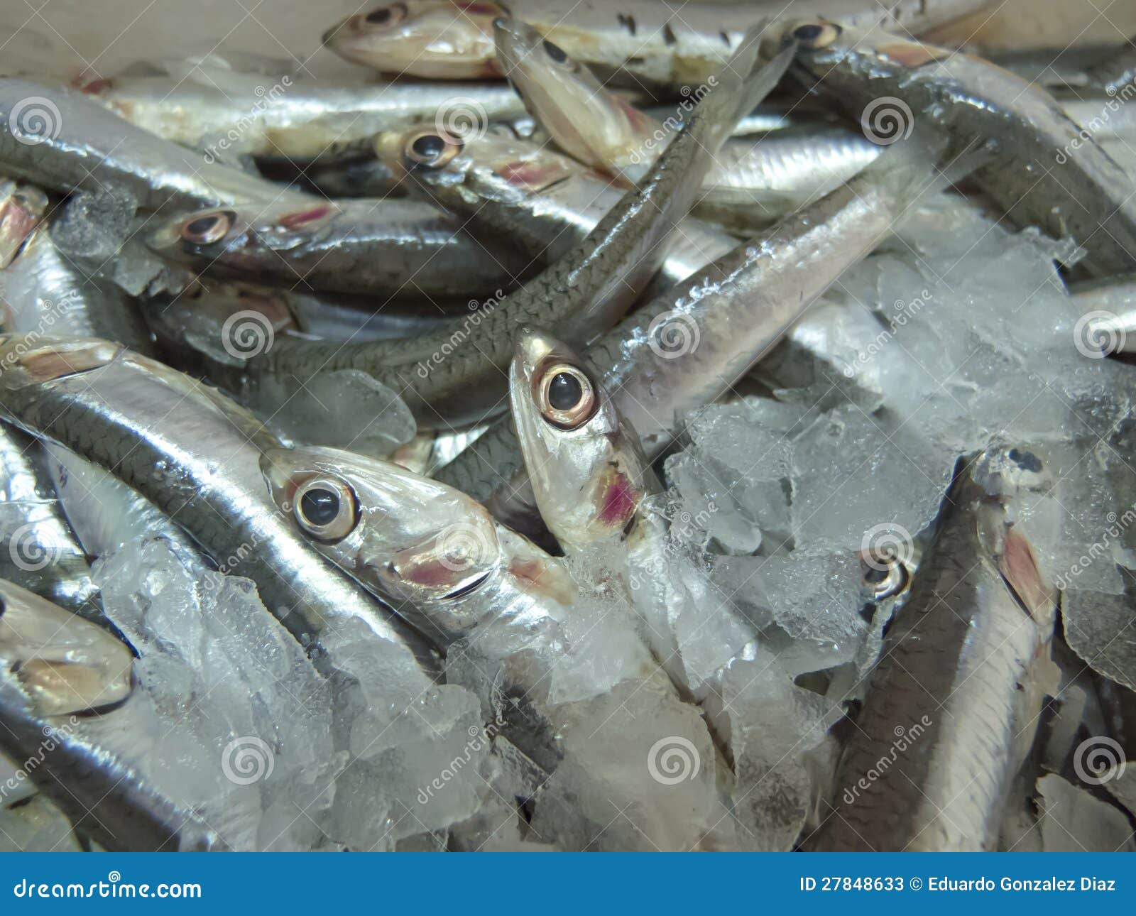 Anchovies stock image. Image of herring, food, fresh 27848633