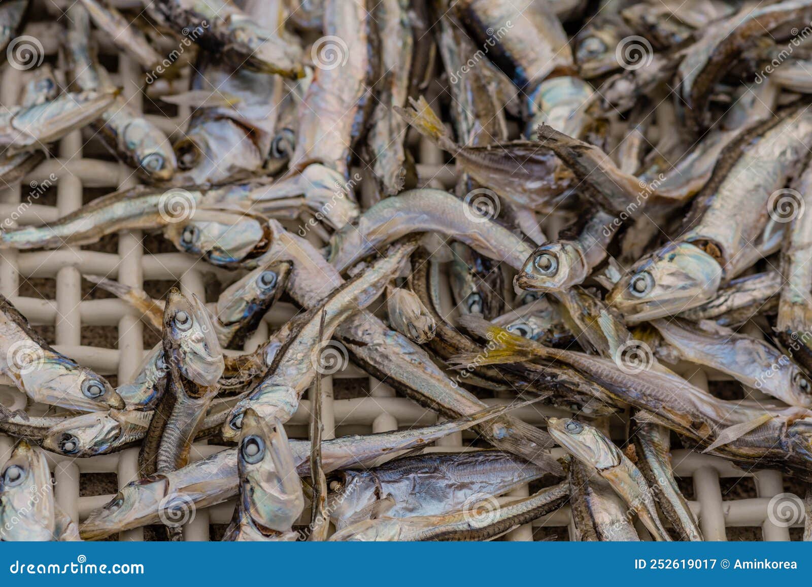 Anchovies in drying tray stock image. Image of nourishment 252619017