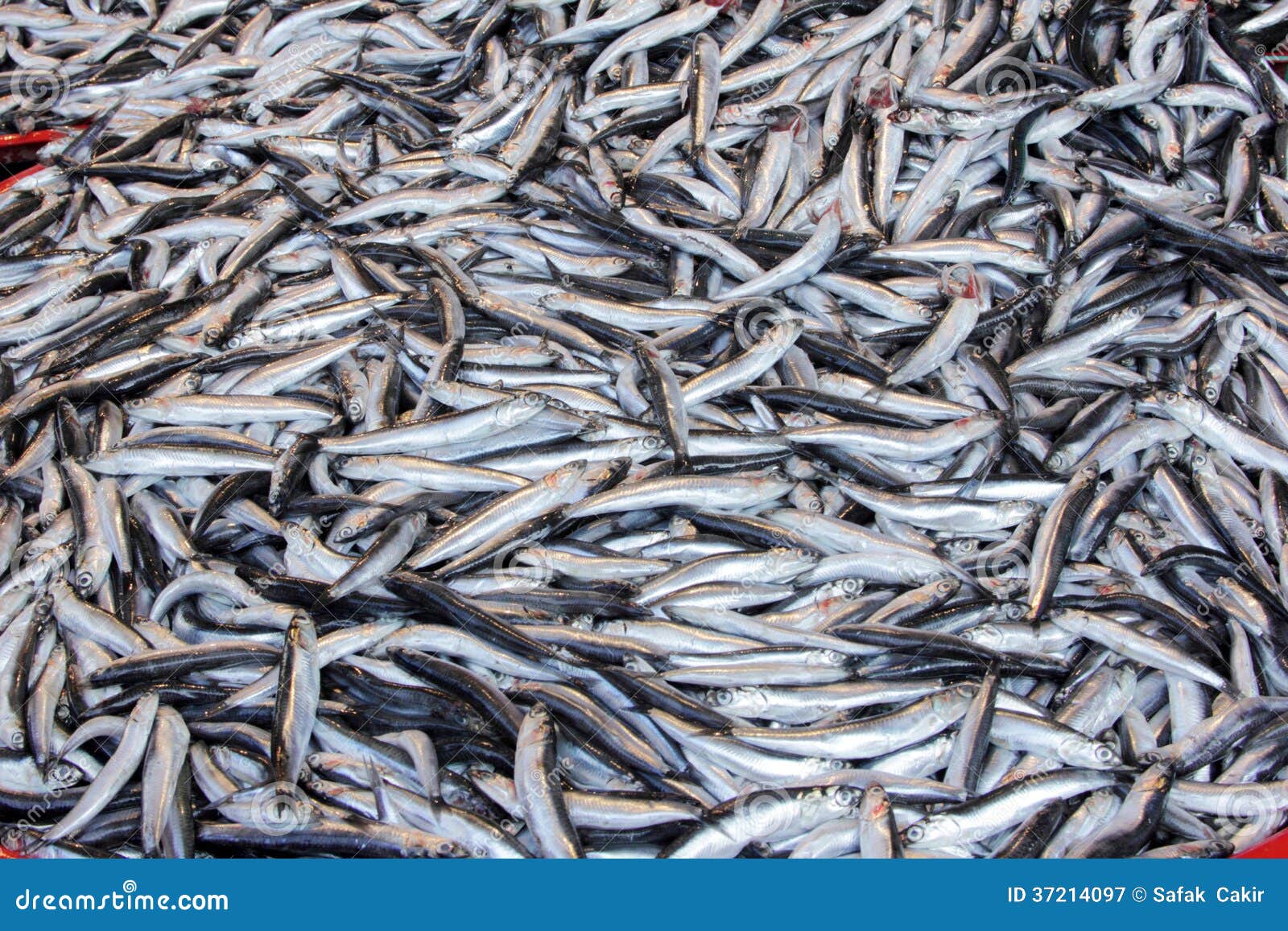 Anchovy stock image. Image of dead, animals, healthy 37214097