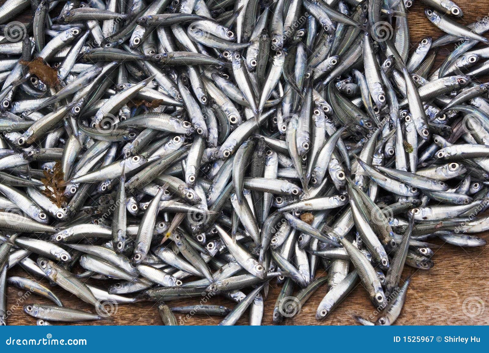Anchovy Fish stock image. Image of ocean, fresh, abundant 1525967