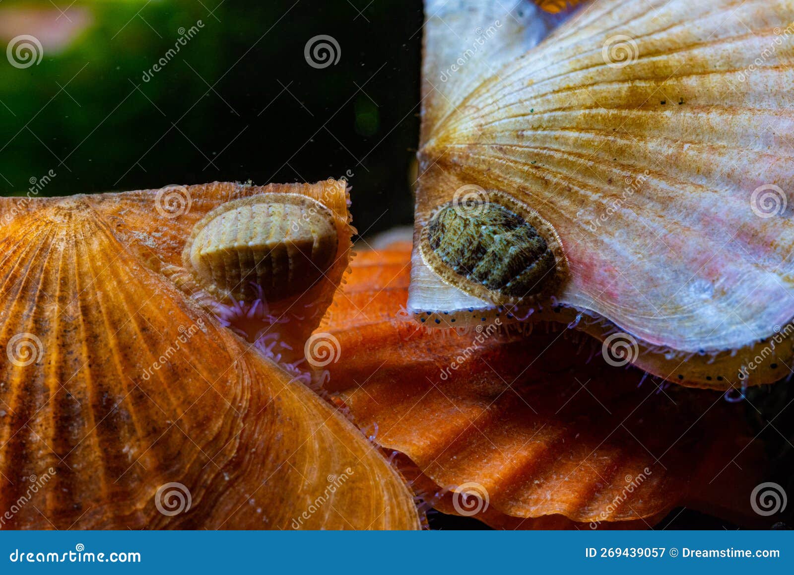ancient armored mollusk (chiton polii) on the shell of a clam smooth scallop