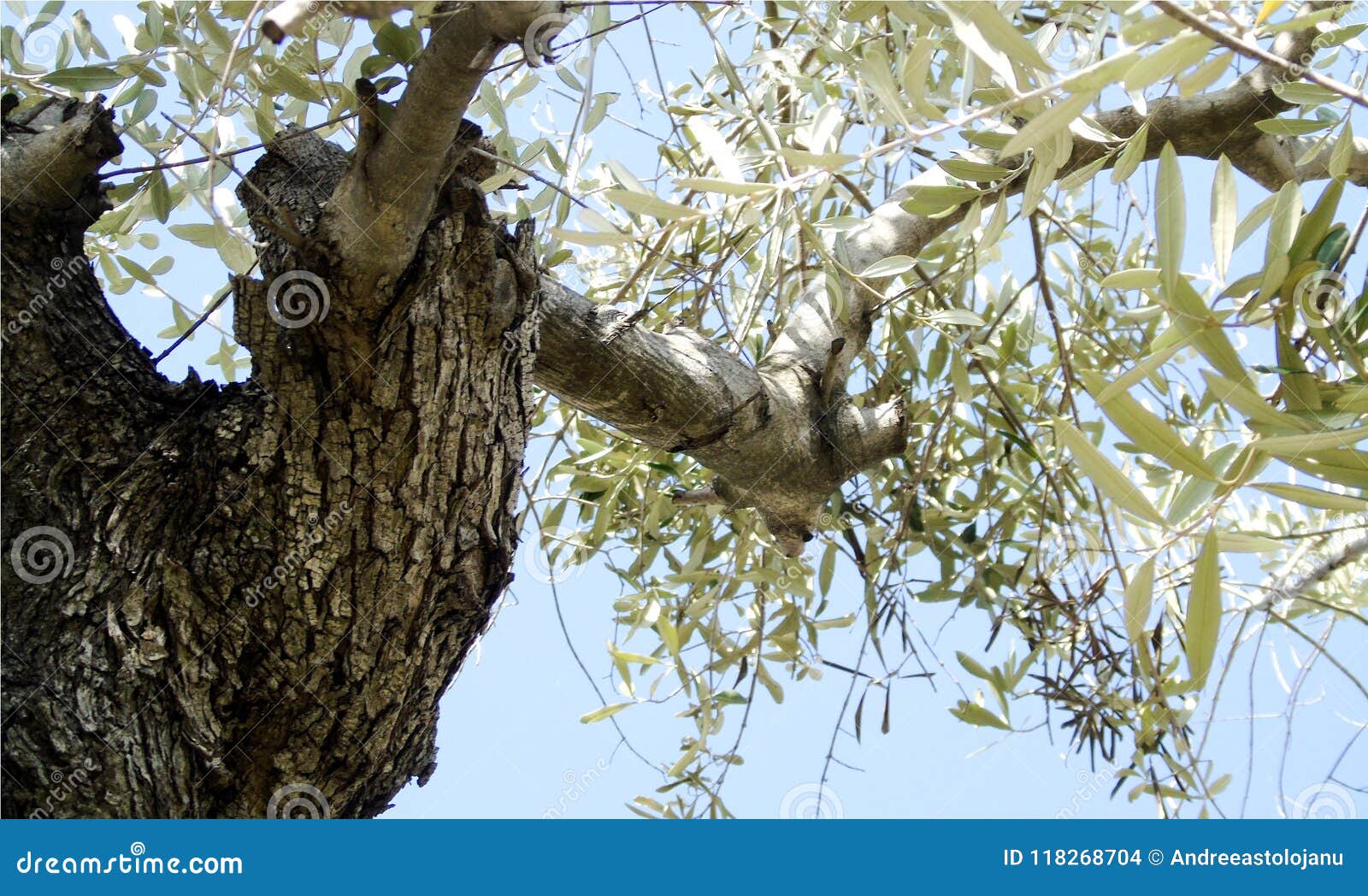 Research Reveals How Deadly Pathogen Infects Olive Trees  Olive Oil Times