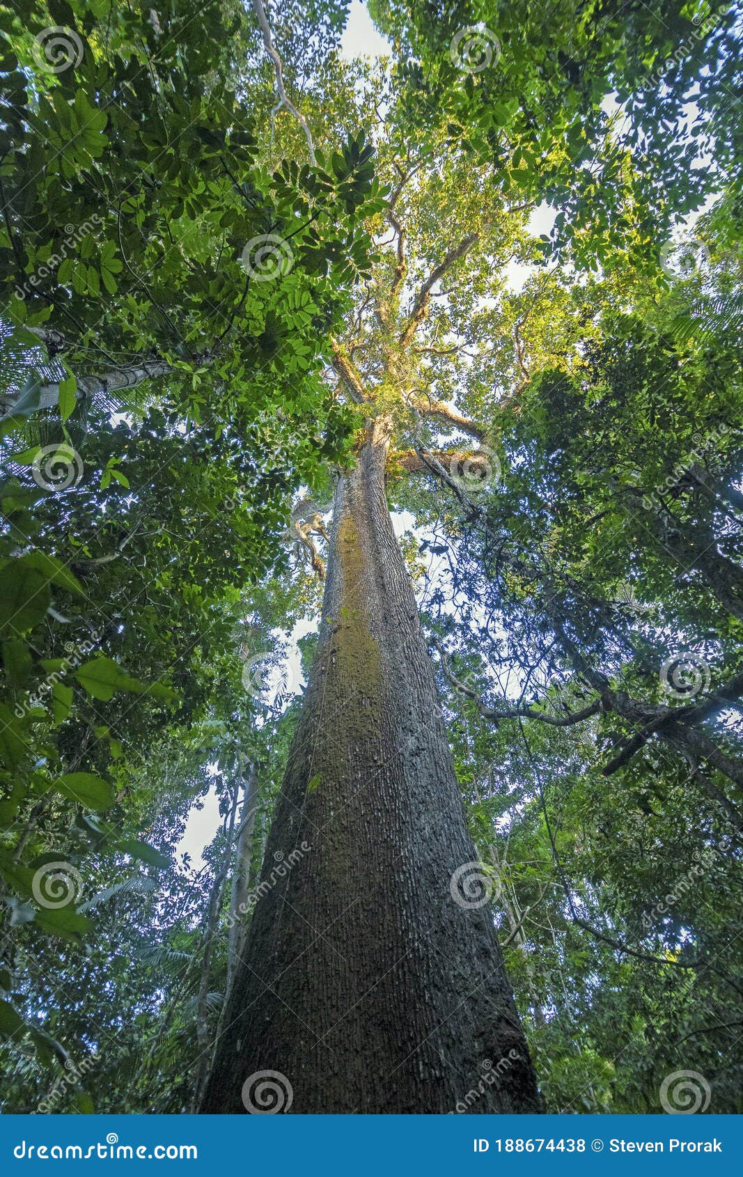 ancient brazil nut tree in the amazon
