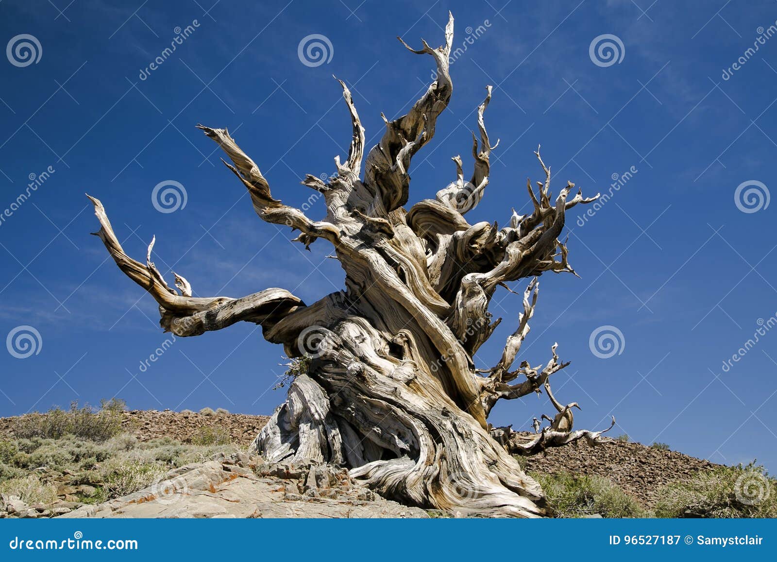 the oldest bristlecone pine tree in world