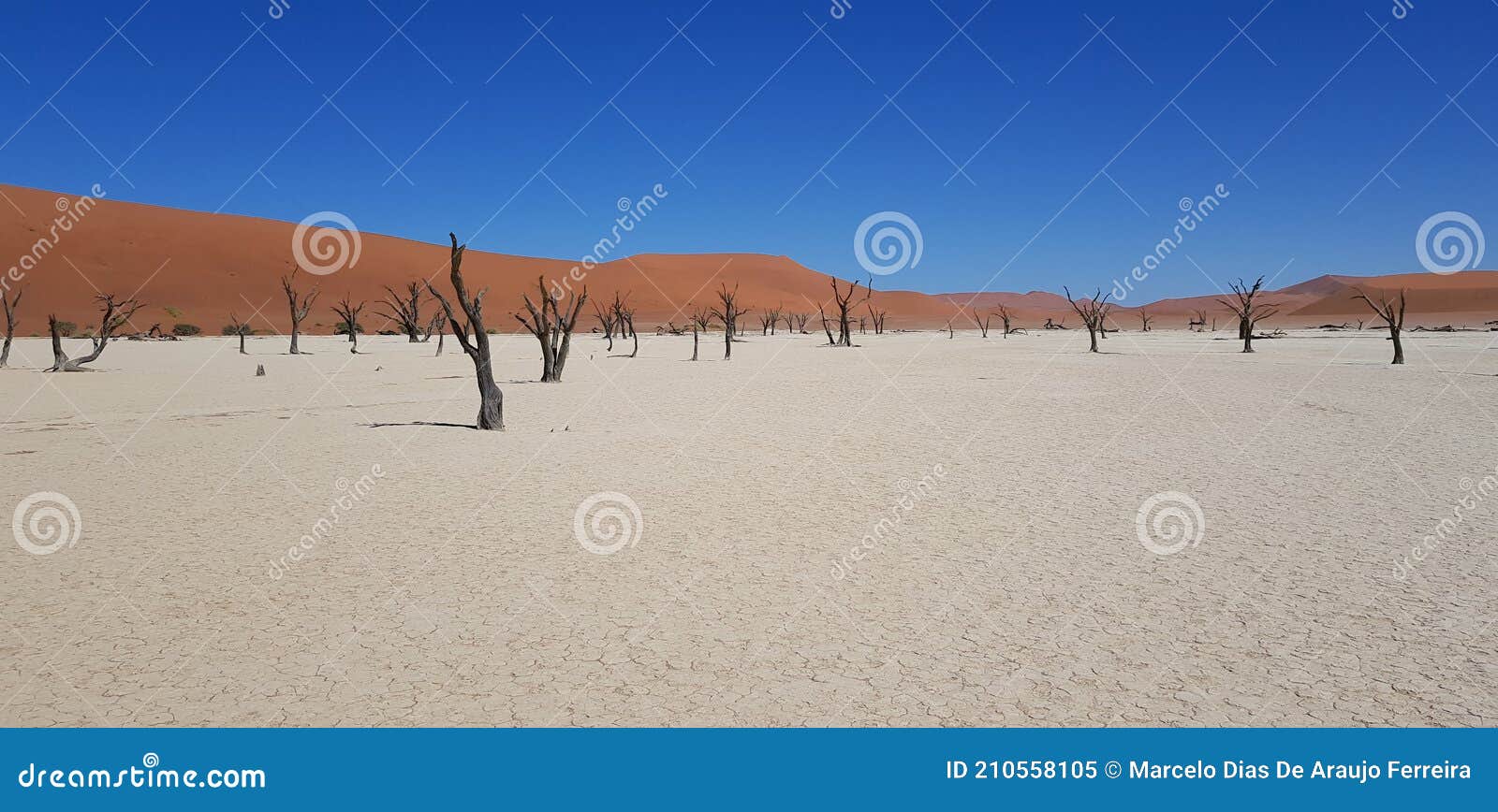 ancient burned trees in deadvlei clay pan in the namib desert, namibia, africa, in a sunny, blue sky day