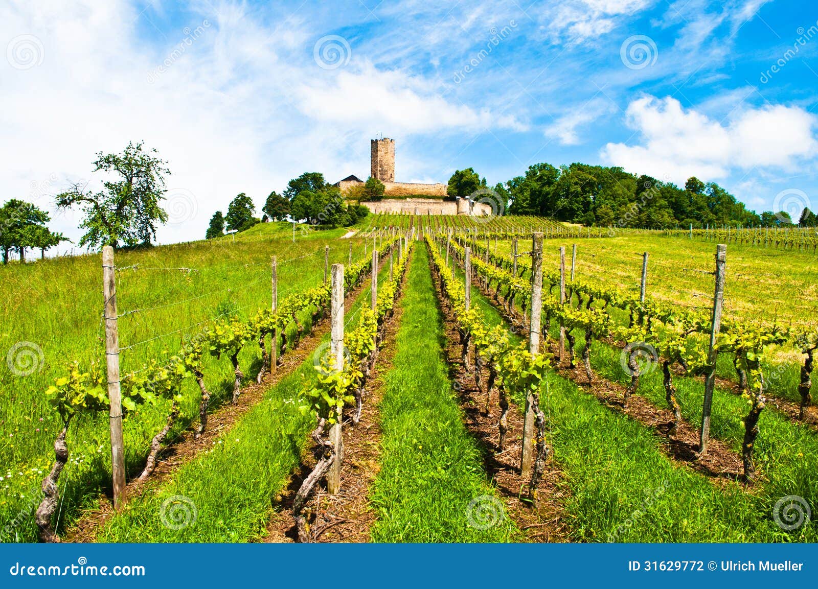 Ancient Castle and Vineyard Stock Photo Image of medieval, german