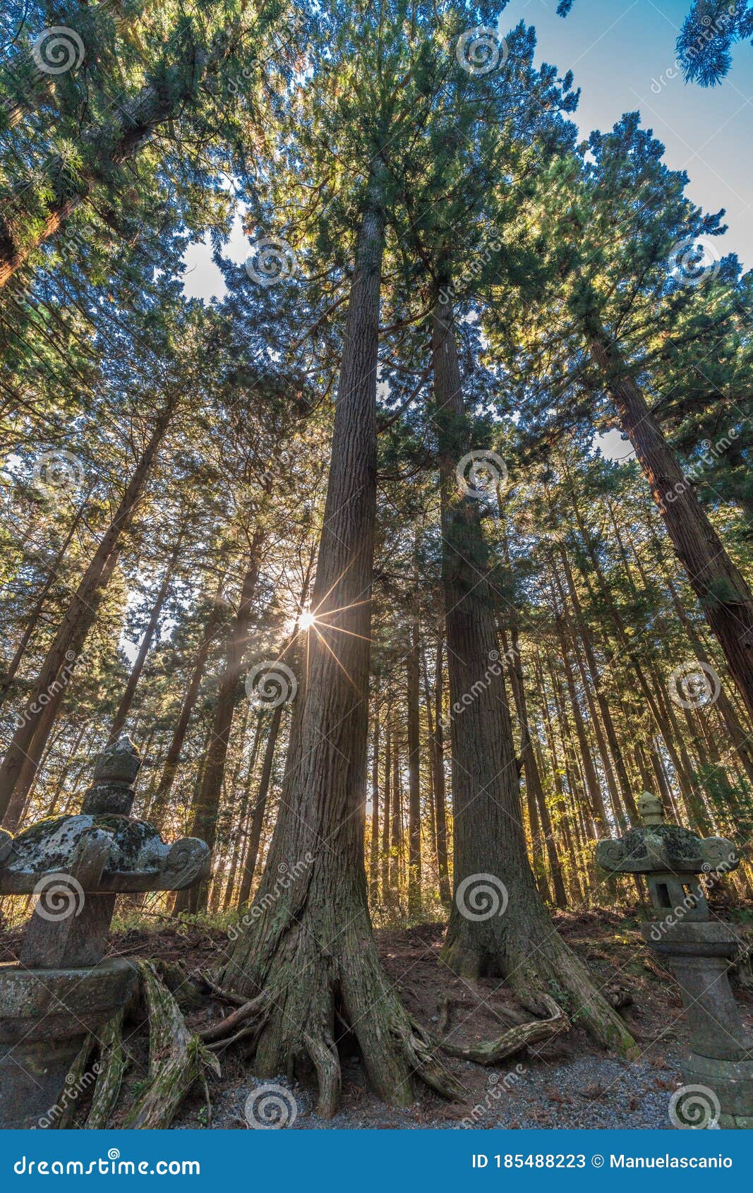 ancient cedar, pine trees and ishidoro (stone lanterns) on the path to kitaguchi hongu fuji sengen jinja shinto shrine. japan