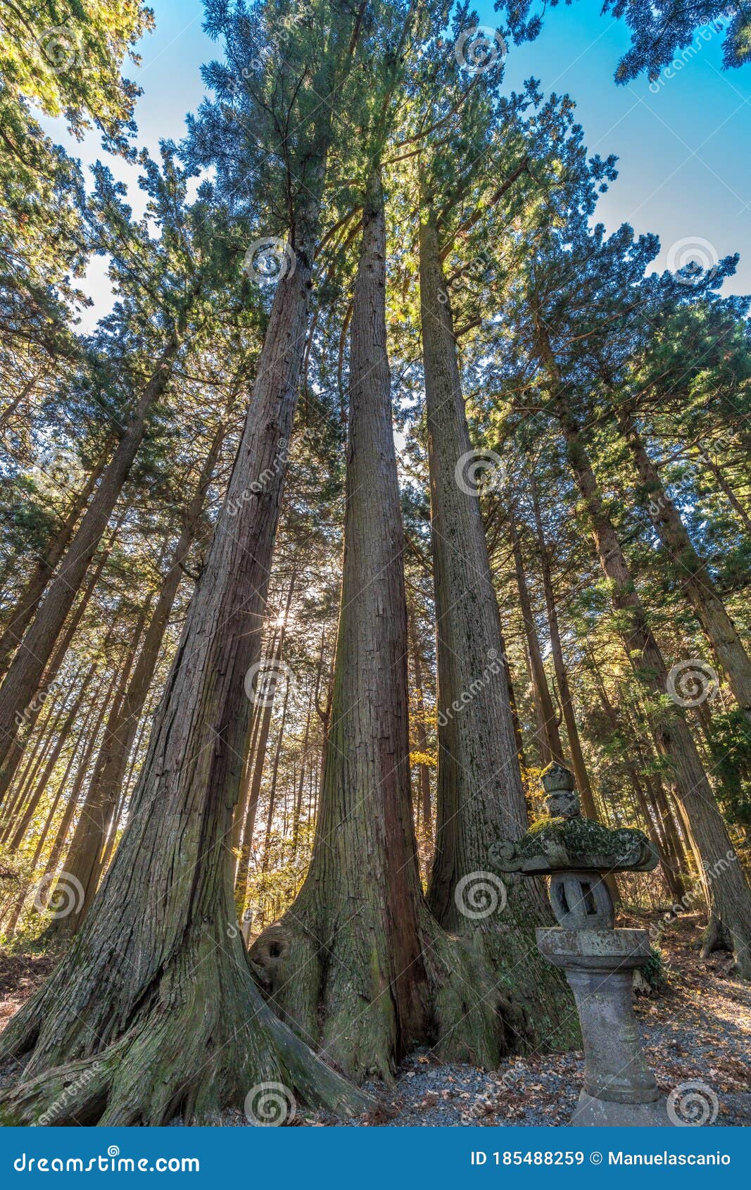 ancient cedar, pine trees and ishidoro (stone lanterns) on the path to kitaguchi hongu fuji sengen jinja shinto shrine. japan