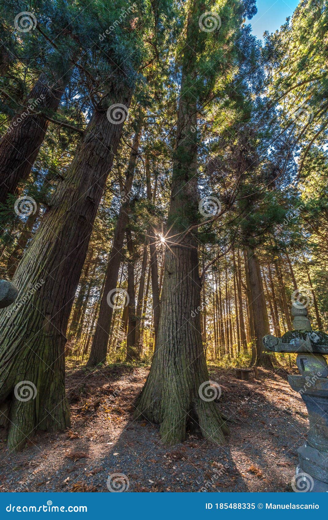 ancient cedar, pine trees and ishidoro (stone lanterns) on the path to kitaguchi hongu fuji sengen jinja shinto shrine. japan