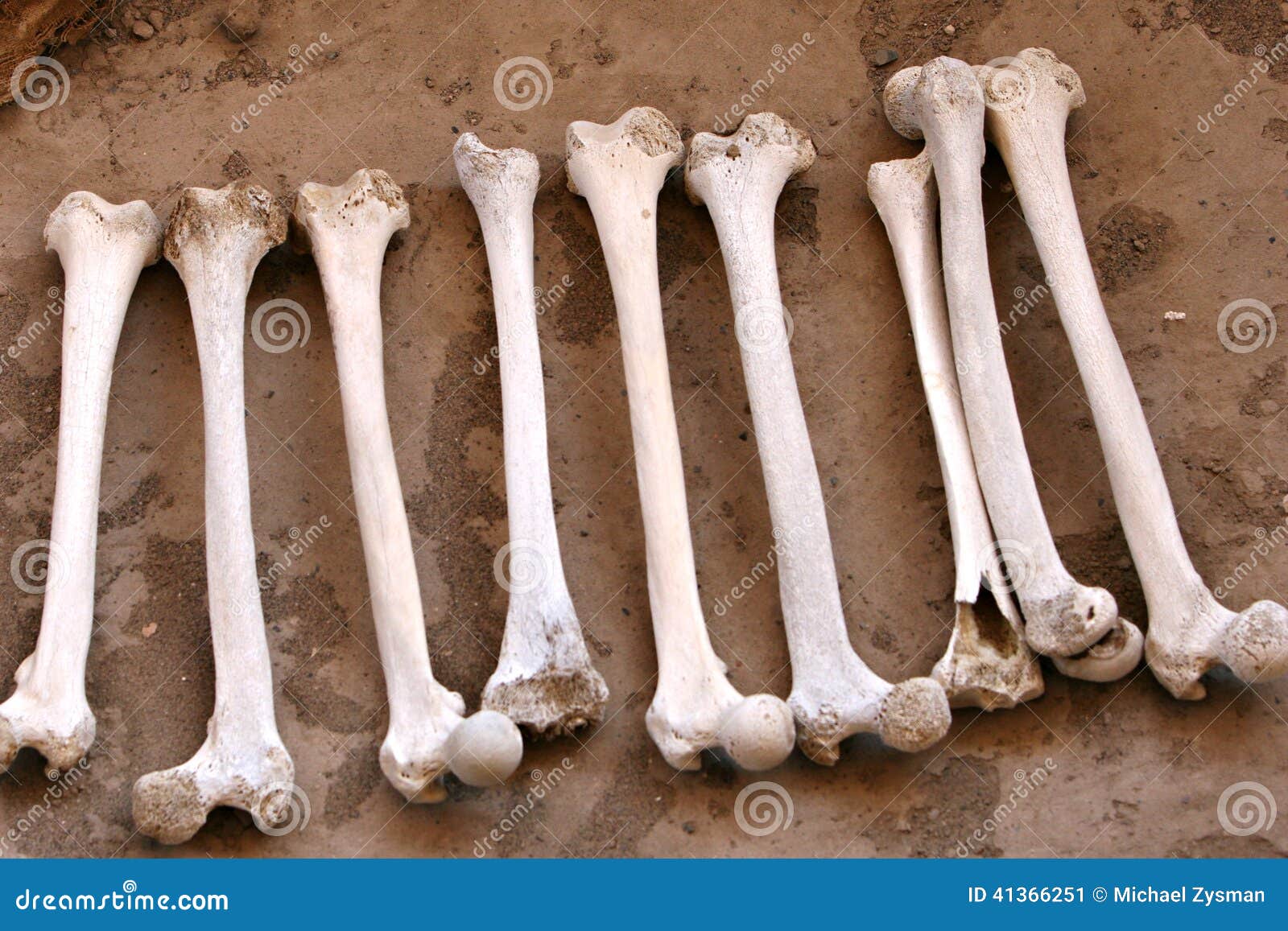 ancient human bones