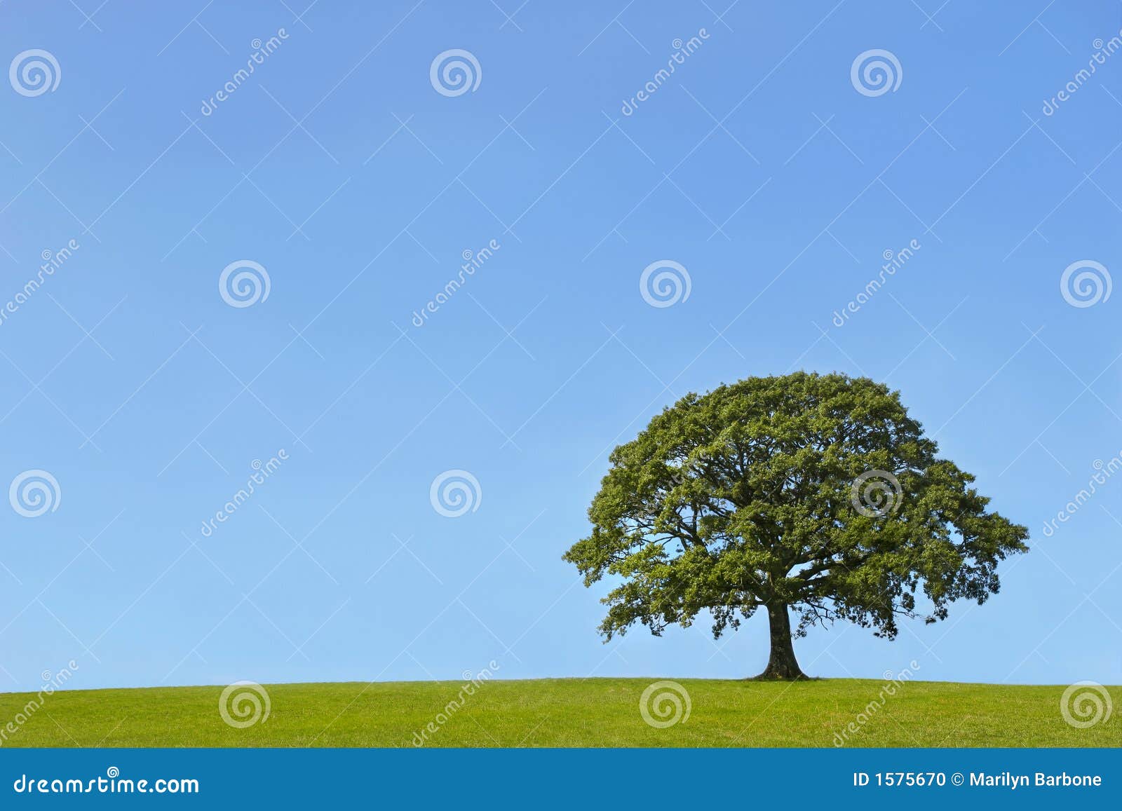 The Ancient Oak in Summer. Oak tree in a field in Summer, with grass to the foreground, set against a clear blue sky.
