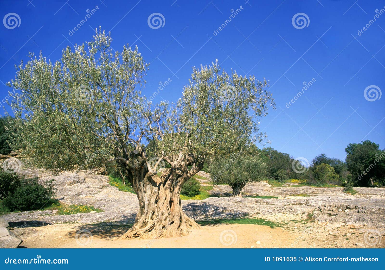 Ancient Olive Tree stock image. Image of southern, produce 1091635