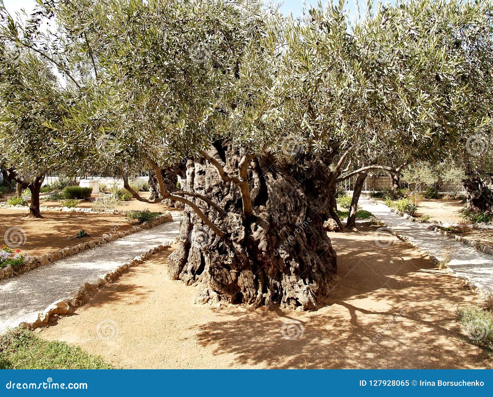 Ancient Olive Tree In Garden Of Gethsemane Israel Jerusalem
