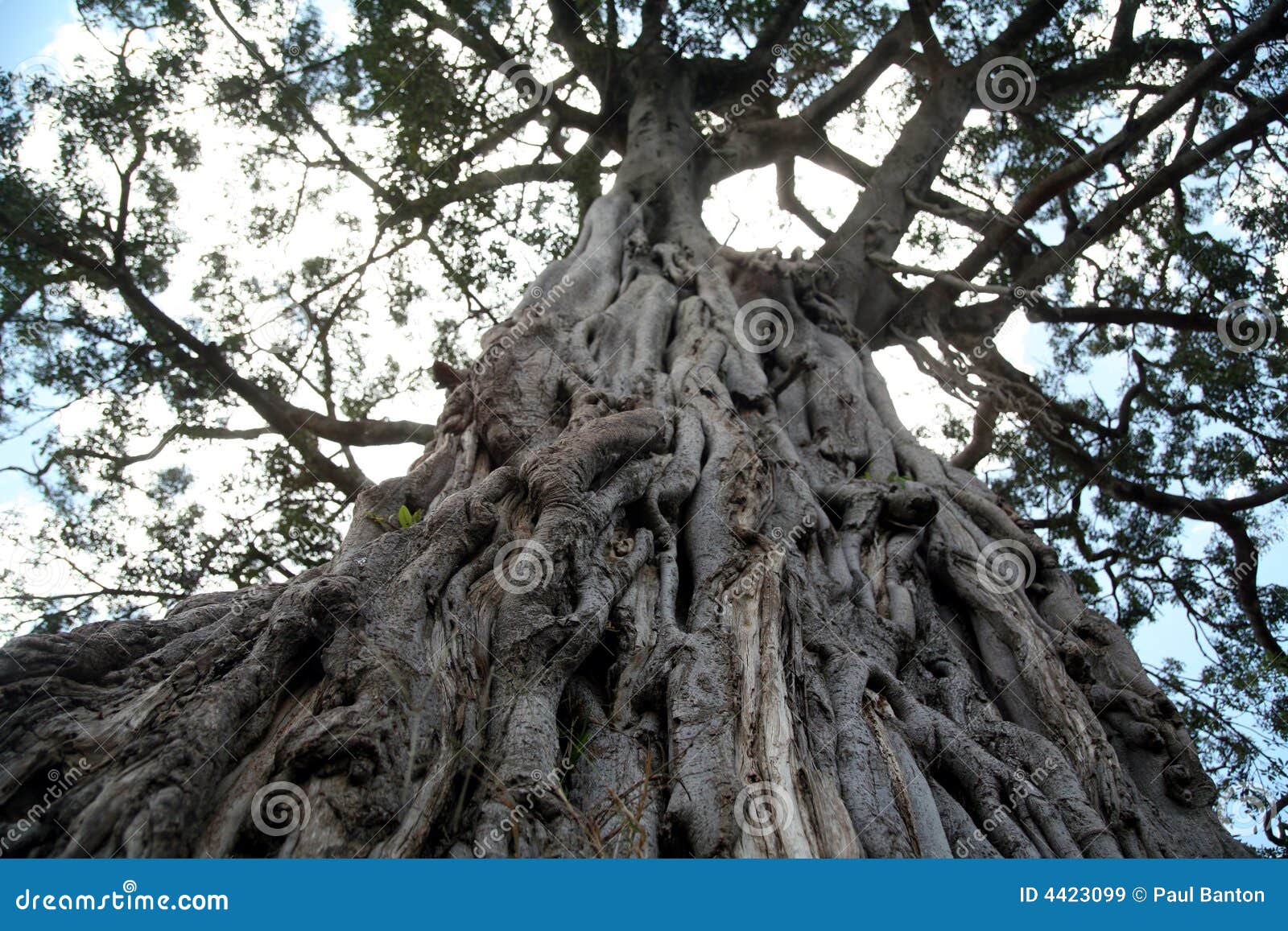 Ancient Olive Tree (Kenya) stock image. Image of kenya 4423099
