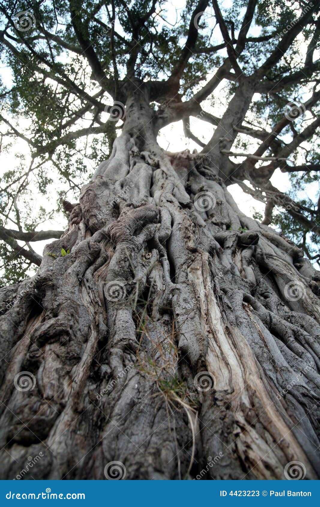 Ancient Olive Tree (Kenya) stock image. Image of close 4423223