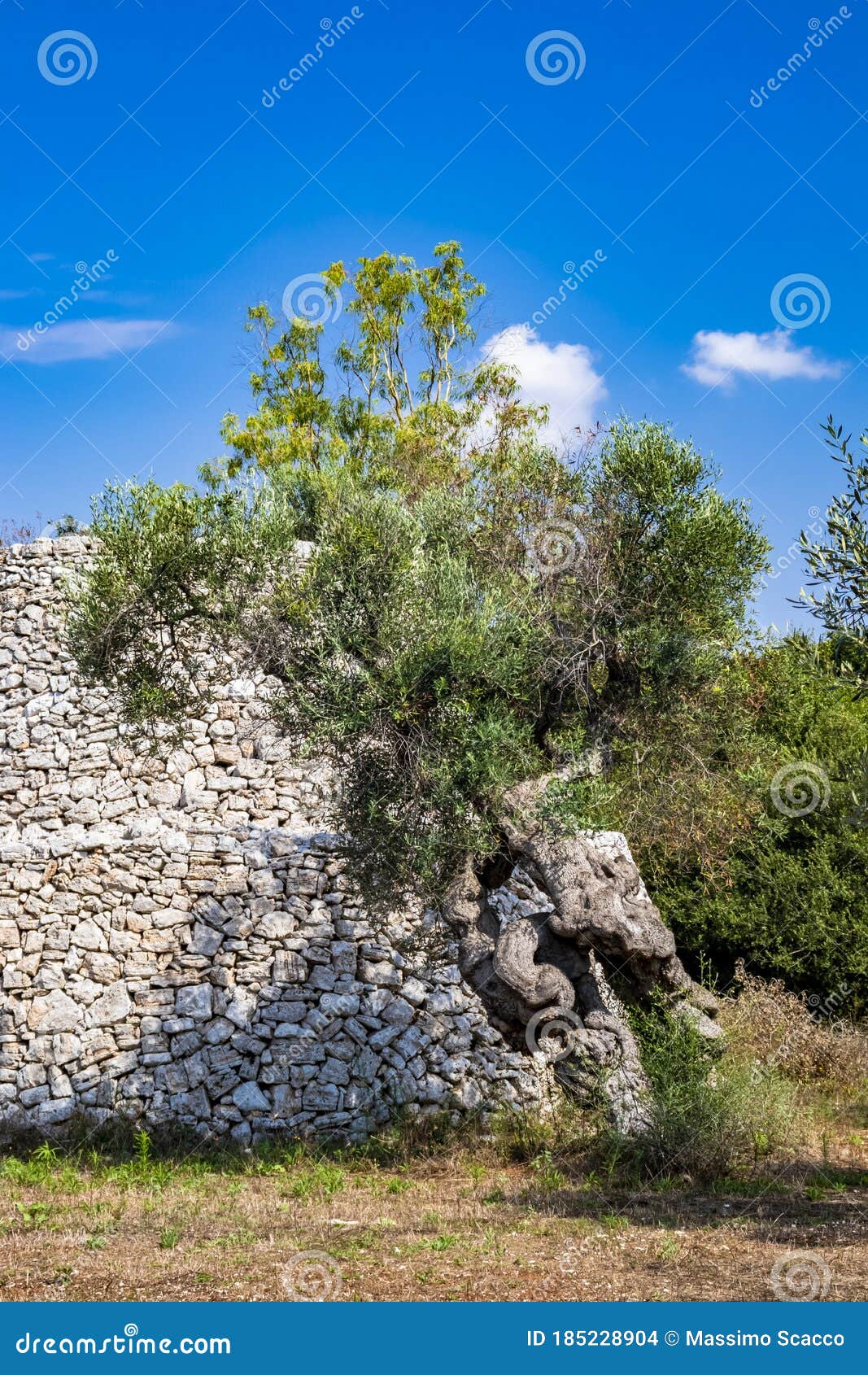 Ancient Olive Trees of Salento, Italy, Puglia Stock Photo Image of