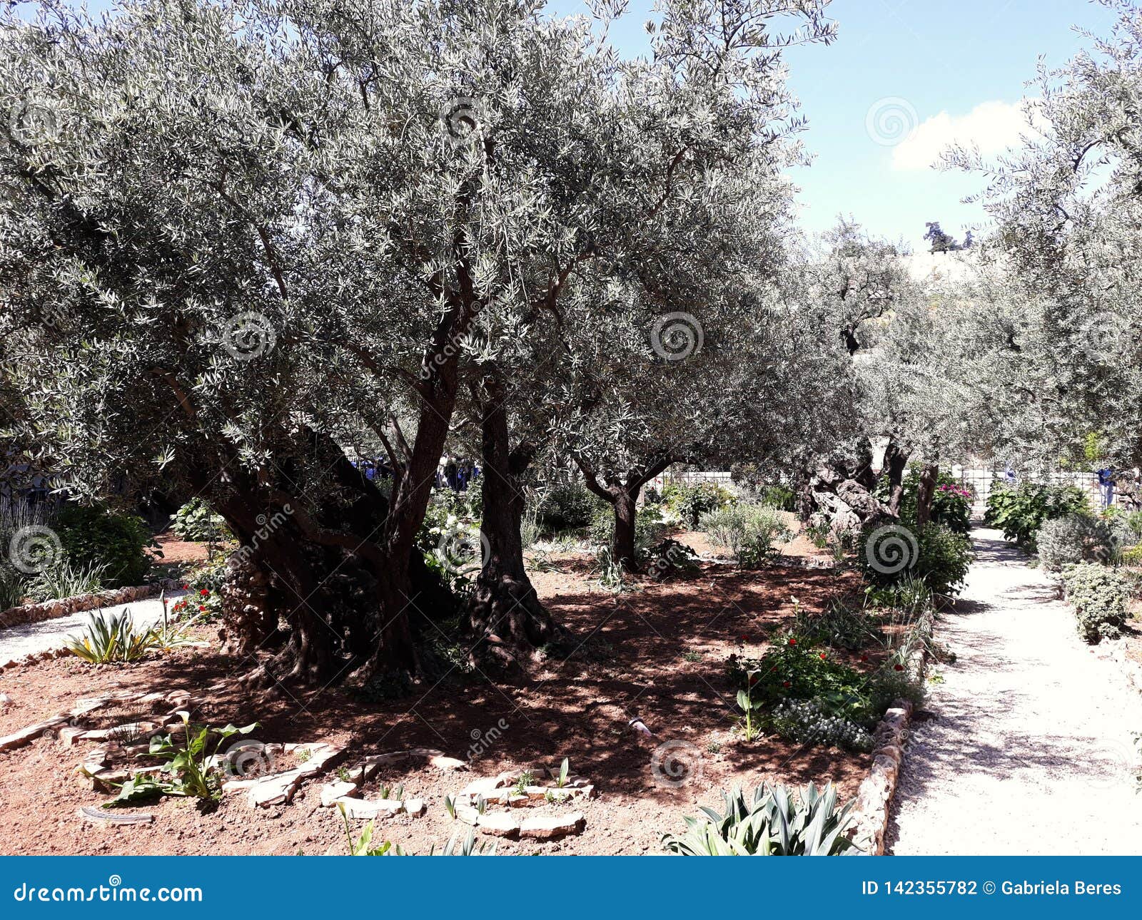 Garden Of Gethsemane In Jerusalem Israel Stock Photo Image Of