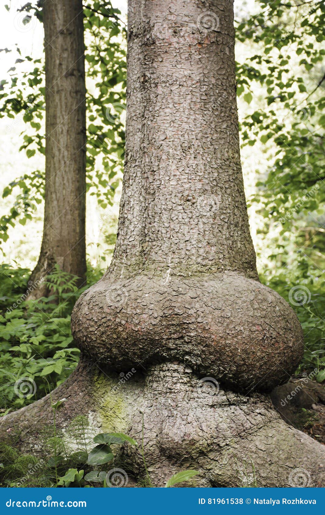 ancient perennial tree with a trunk similar to erect penis.