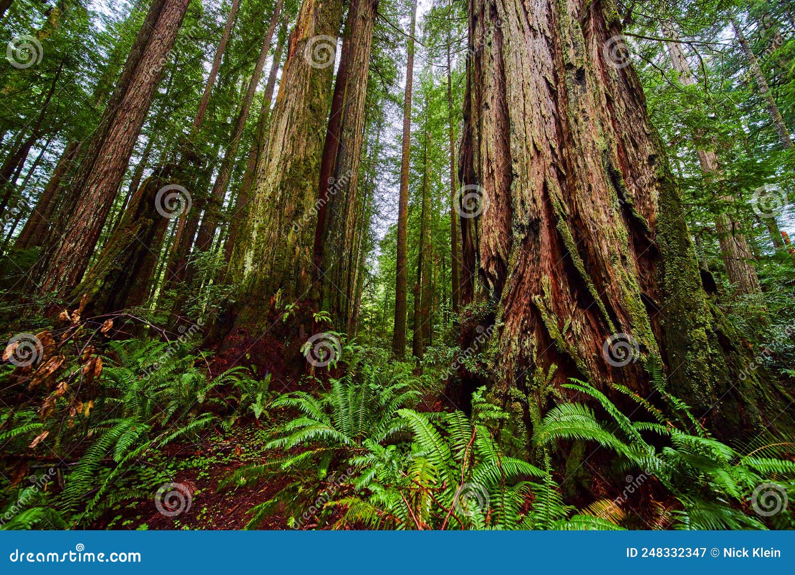 Ancient Redwood Trees in Forest with Ferns Stock Image Image of