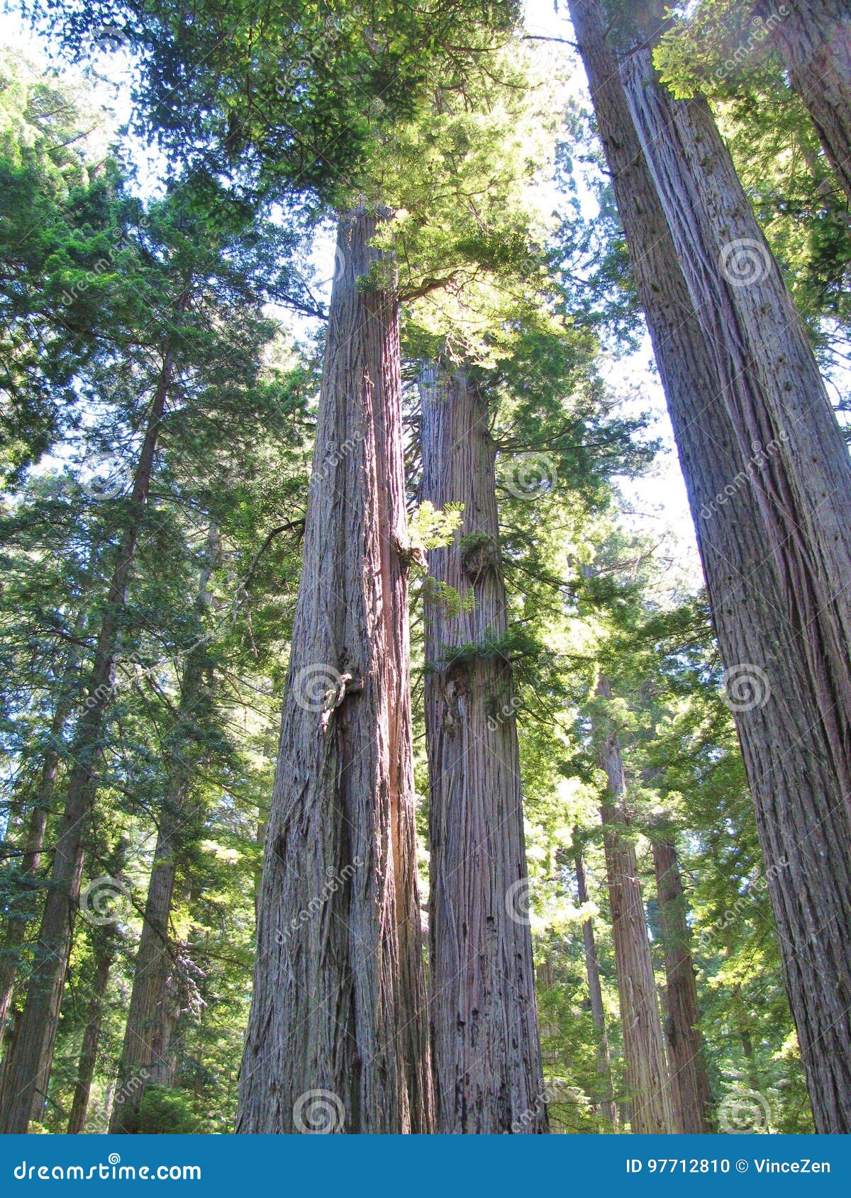 ancient redwood trees rise to the sky at scenic lady bird johnson grove near orick, california.