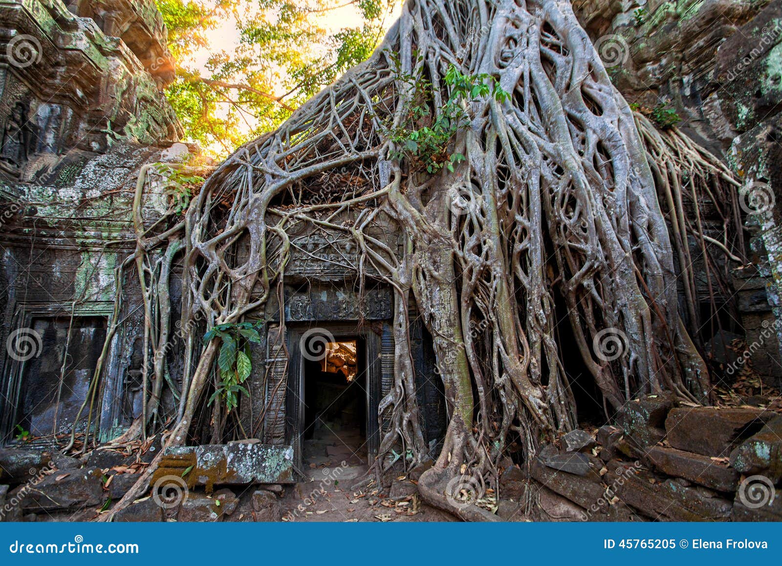 the ancient ruins and tree roots,of a historic khmer temple in