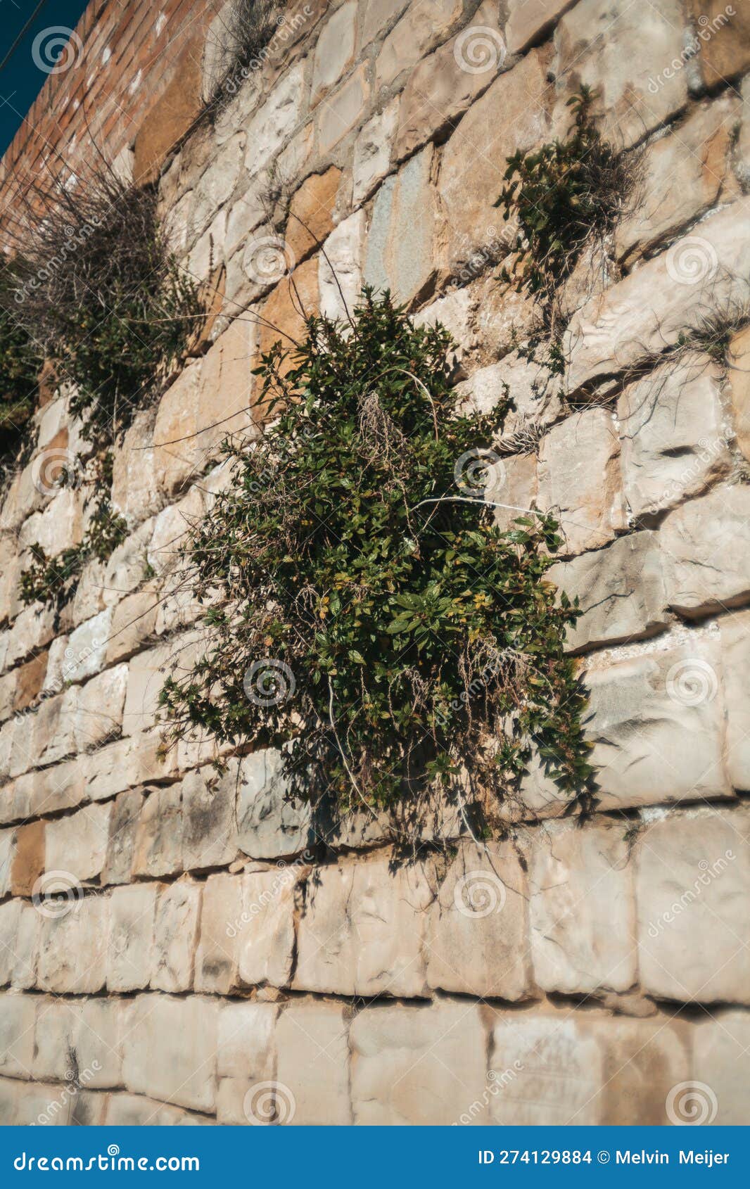 Ancient Stone Wall in Italy Overgrown with Plants Stock Photo Image