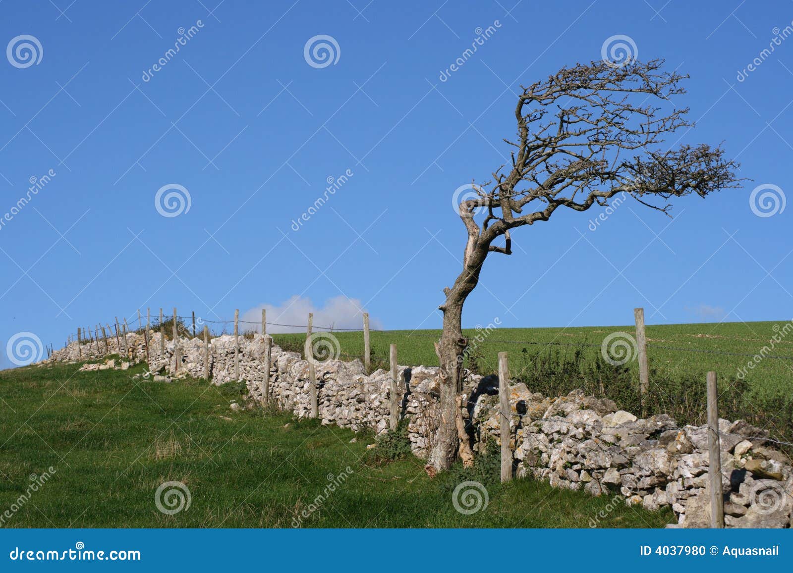Ancient Stone Wall, Tree and Farmland. Stock Photo Image of rolling, blue 4037980