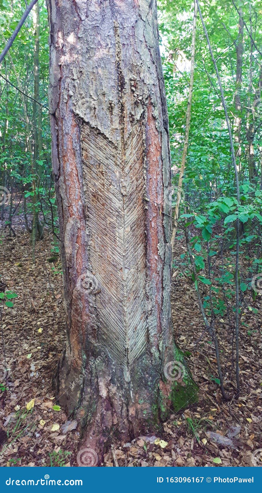 Technology How To Get Pine Wood for Glue and Turpentine Industry. Such Damaged and Dying Trees Can Be Found in Polish Fores Stock Image - Image of disease, drop: 163096167