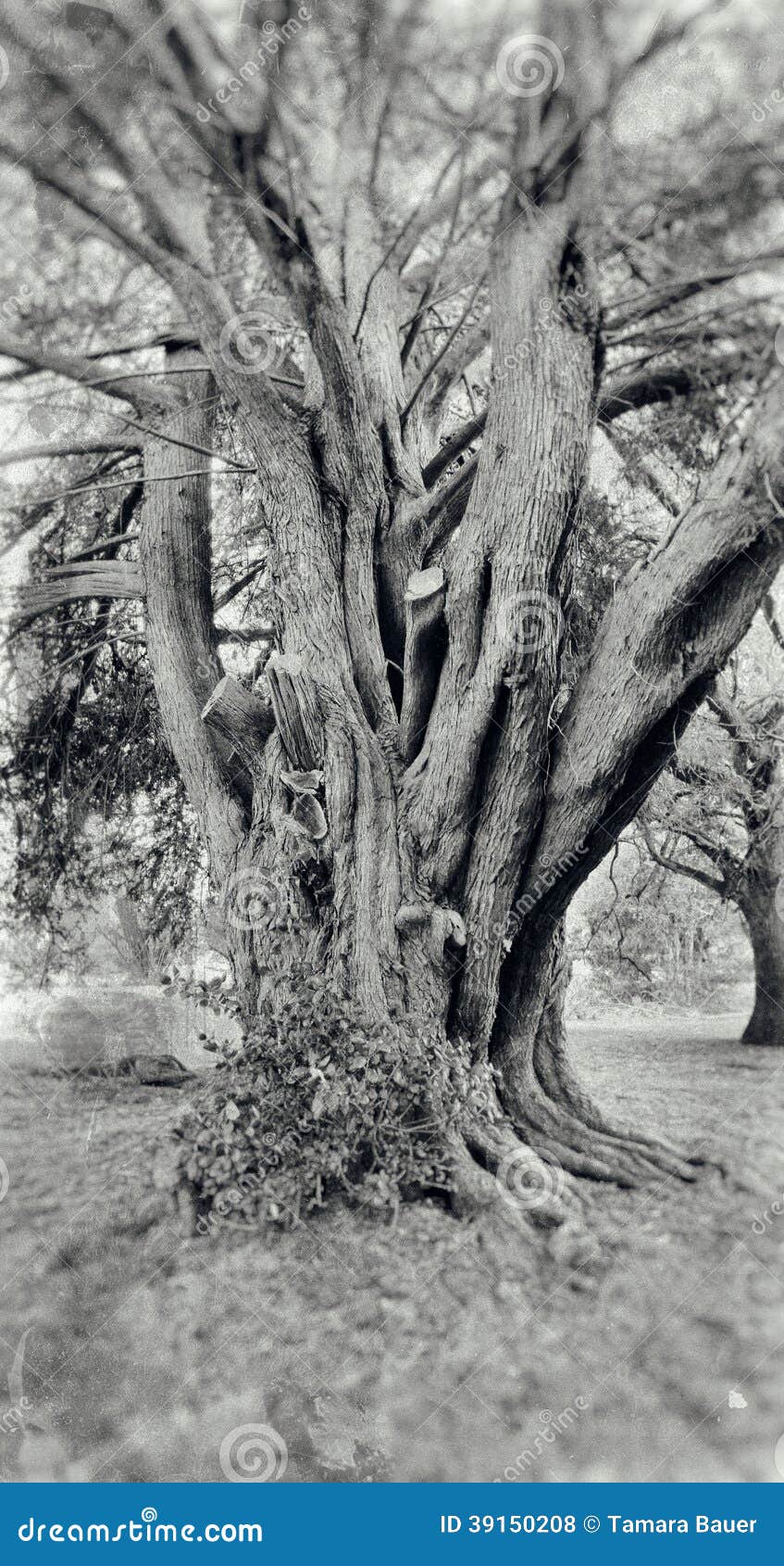 Ambush Ancient Doors There Covered Tree Stock Photo 632494289