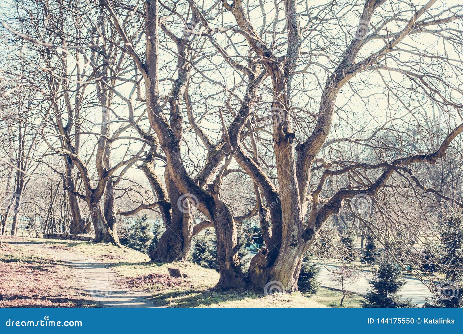 Ancient Trees with Knobby Curving Bare Branches without Leaves Stock