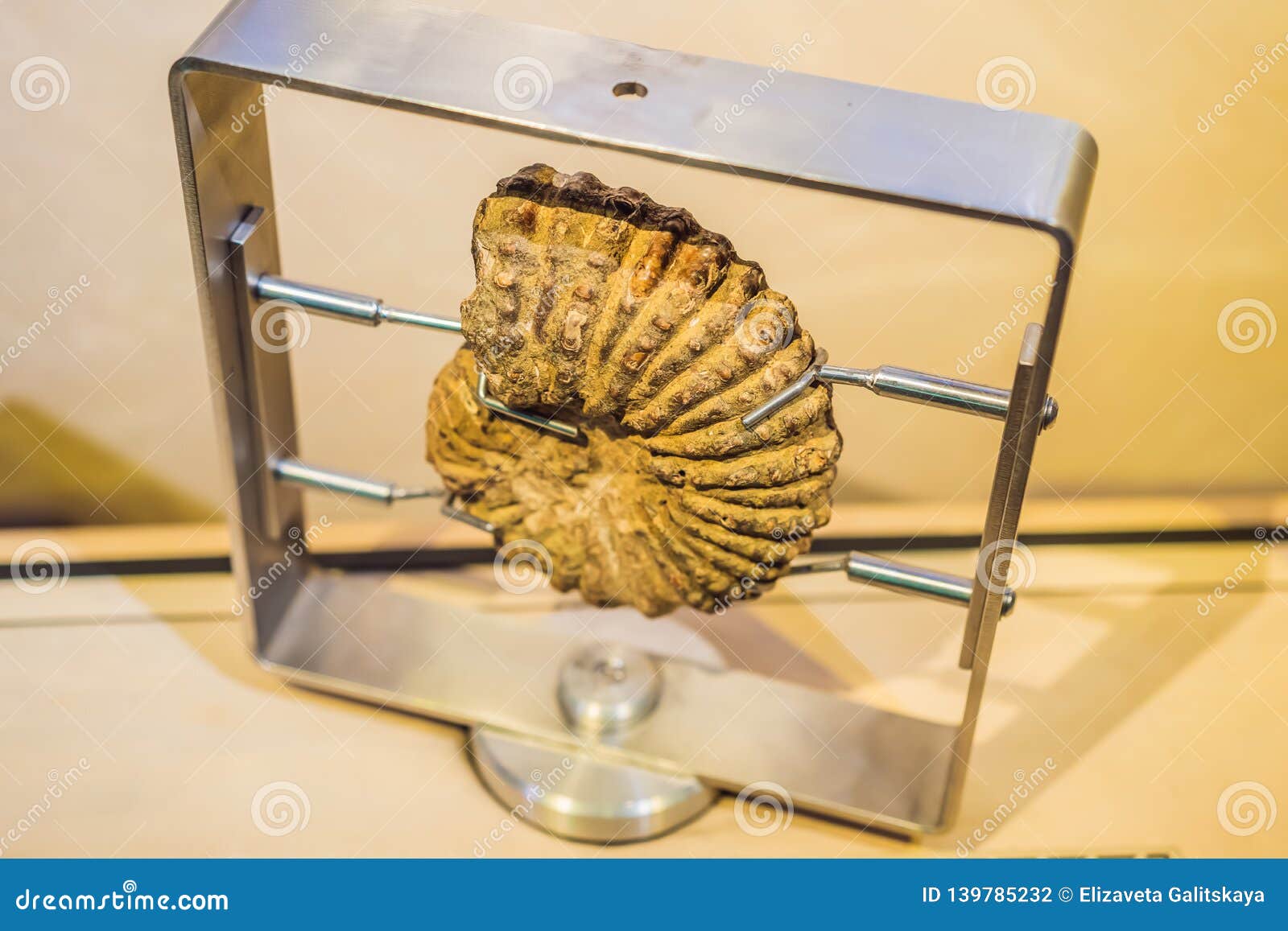 ancient trilobites in a stone. 500 million year old trilobite. trilobites meaning three lobes are a fossil group of