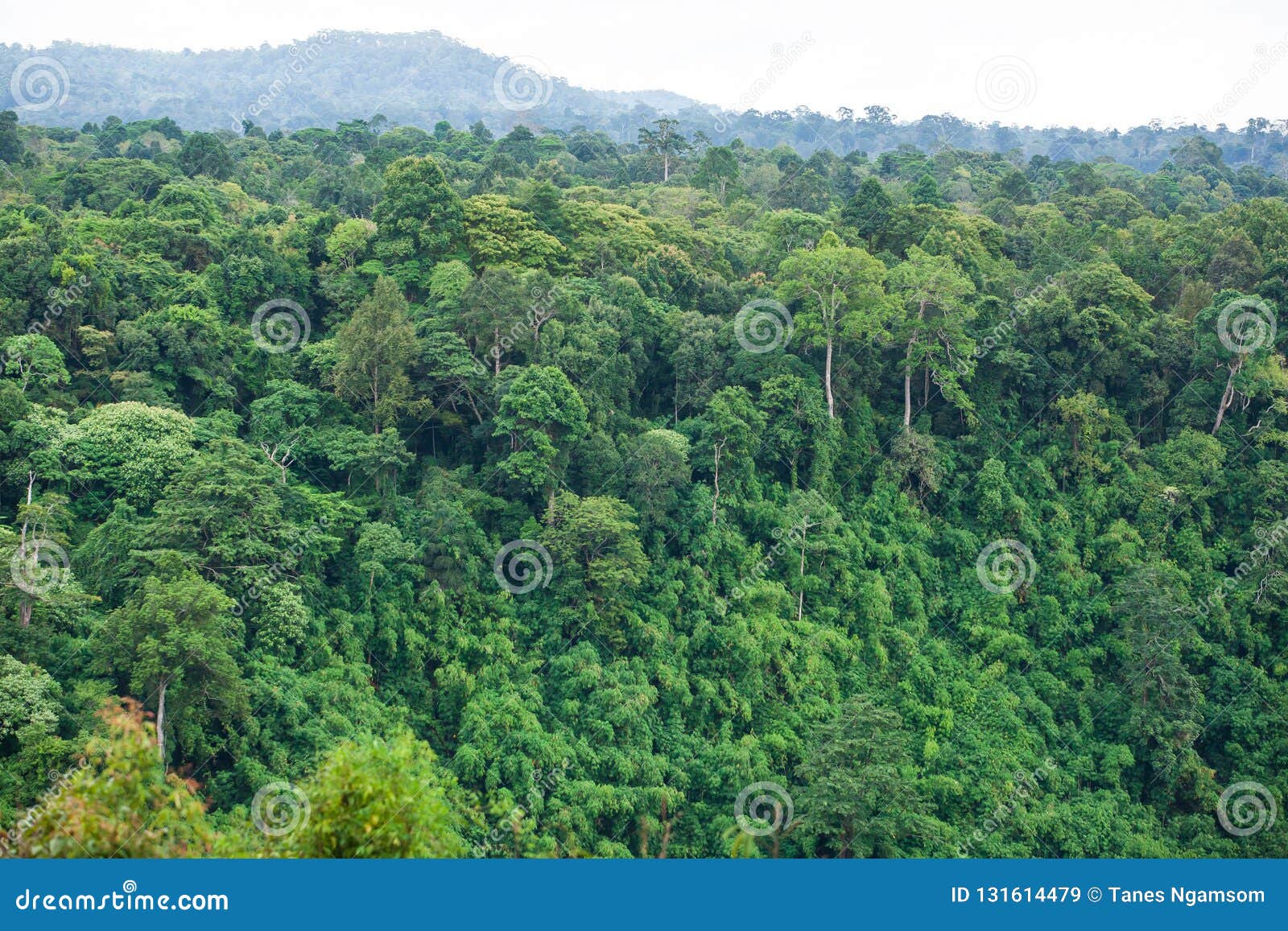 ancient tropical forest. the scenic rainforest spot is part of a big national park where wild animals live. bolaven plateau,