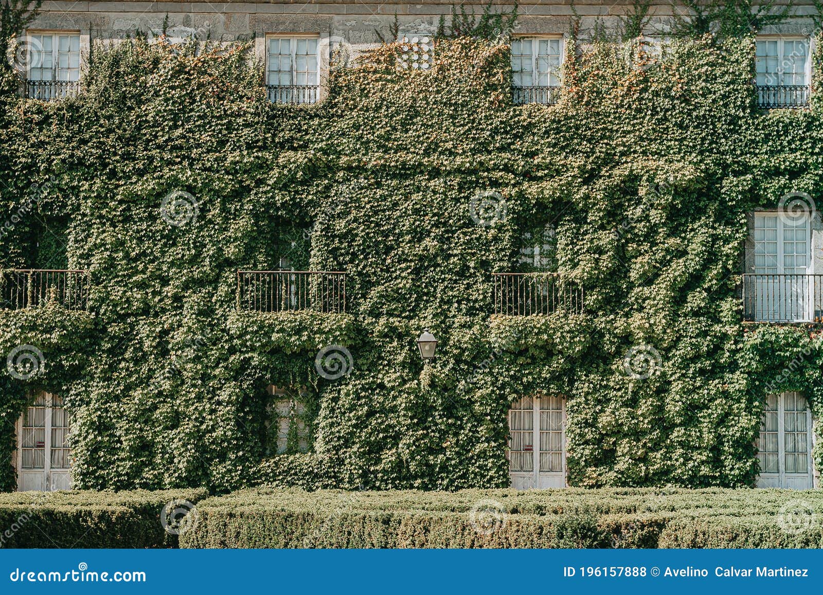 Ancient White House with Creepers All Over the Wall Stock Photo Image