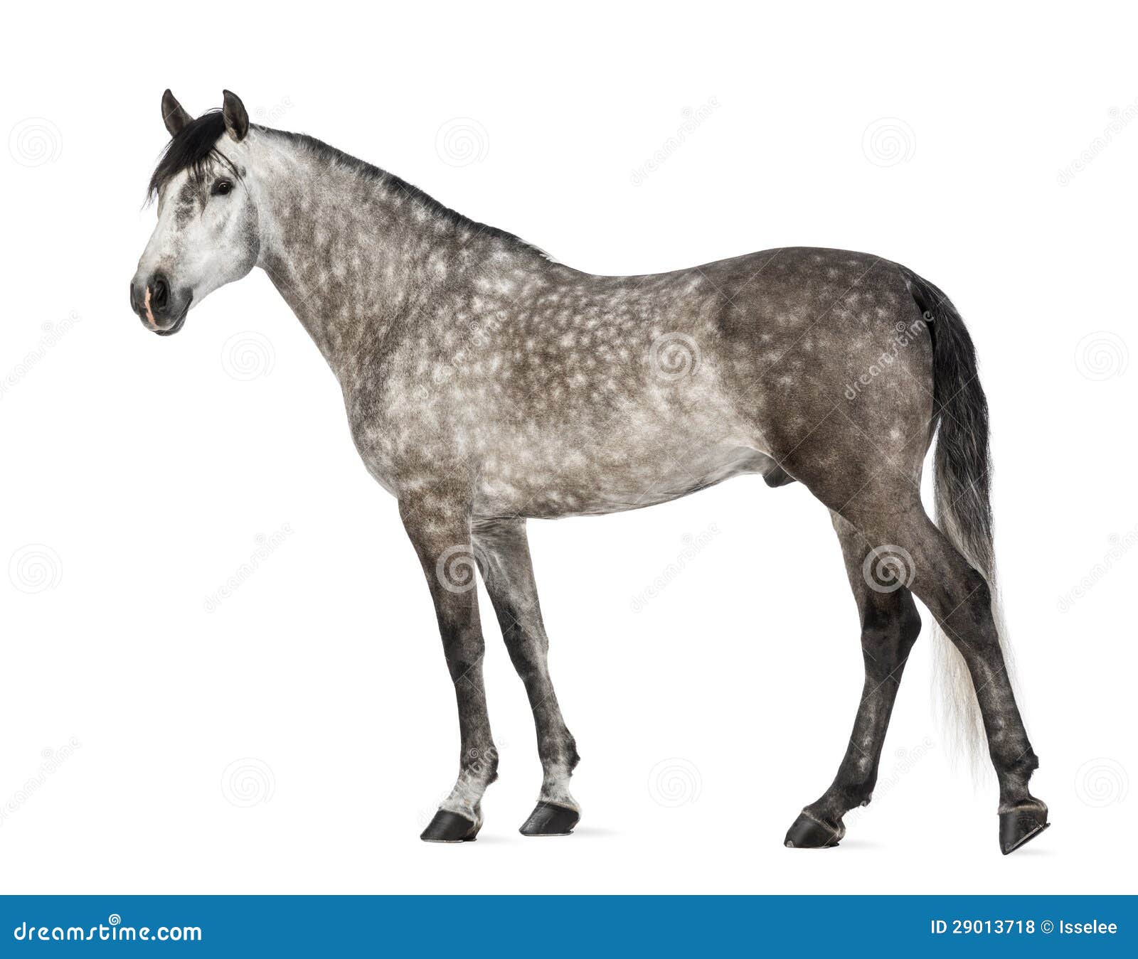 andalusian, 7 years old, also known as the pure spanish horse
