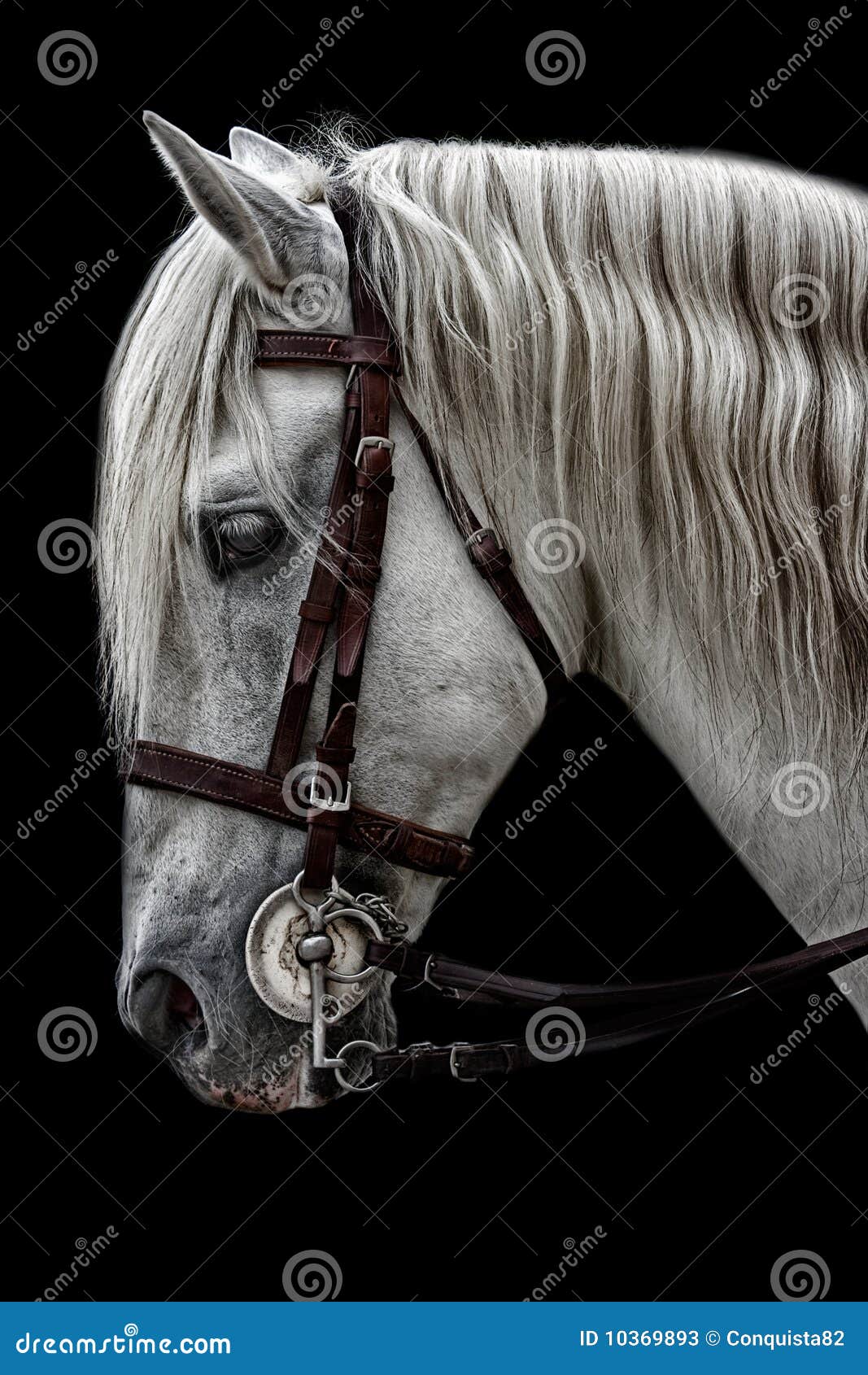 andalusian horse