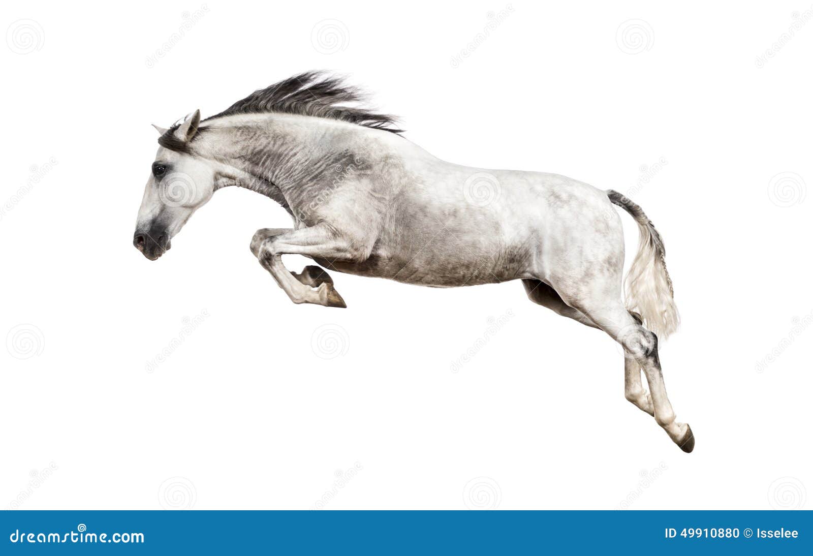 andalusian horse jumping